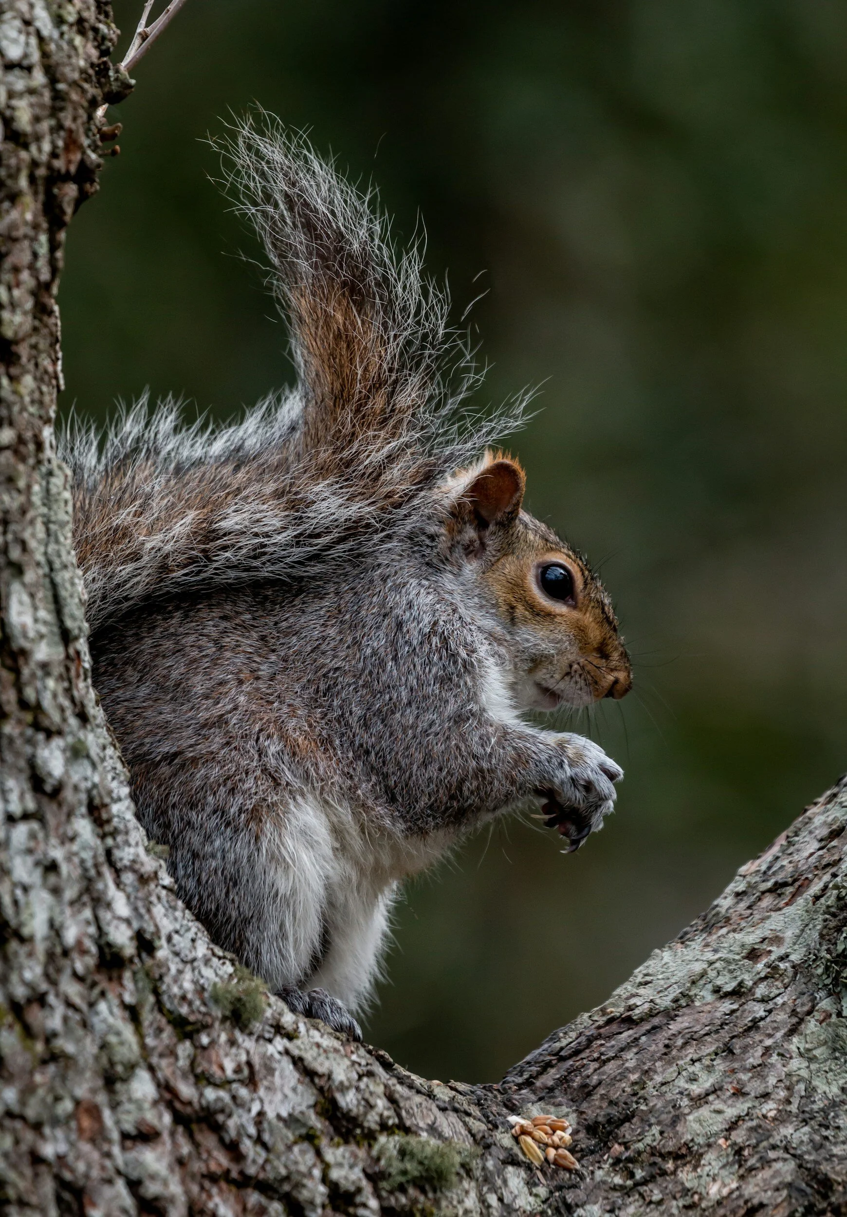 WS3: Squirrel control and management