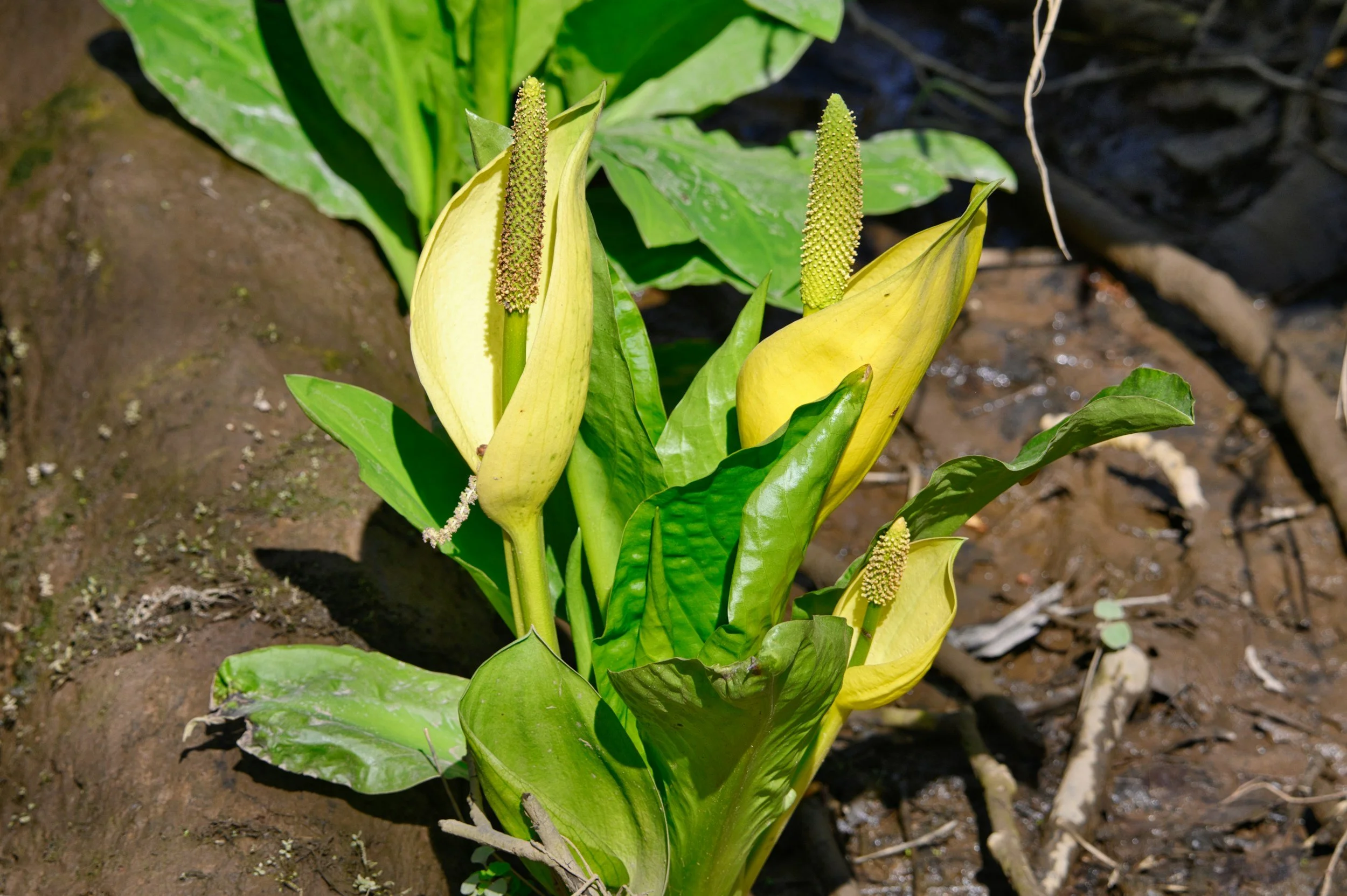 Yellow skunk cabbage plant control management culling surveying services