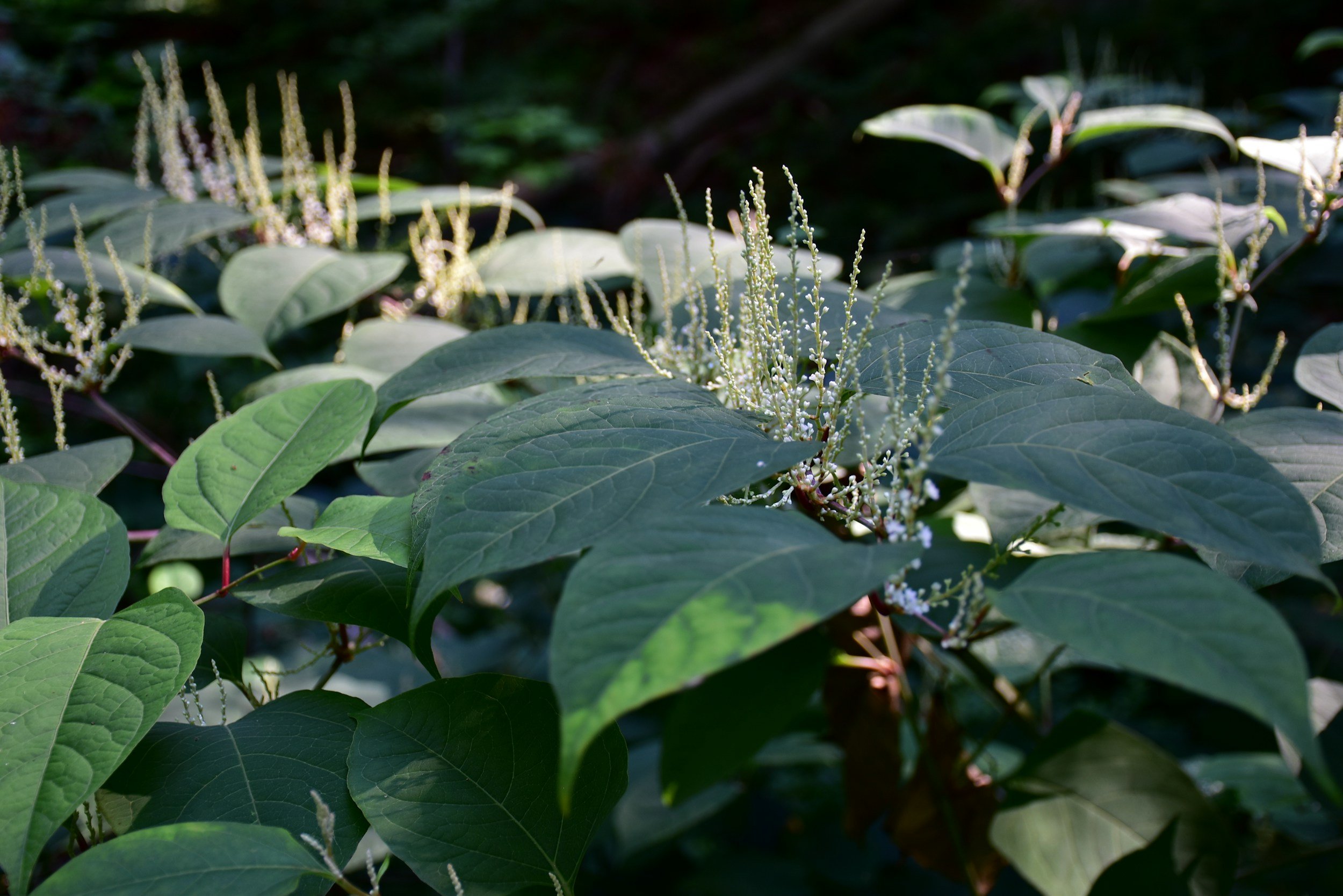 Japanese Knotweed