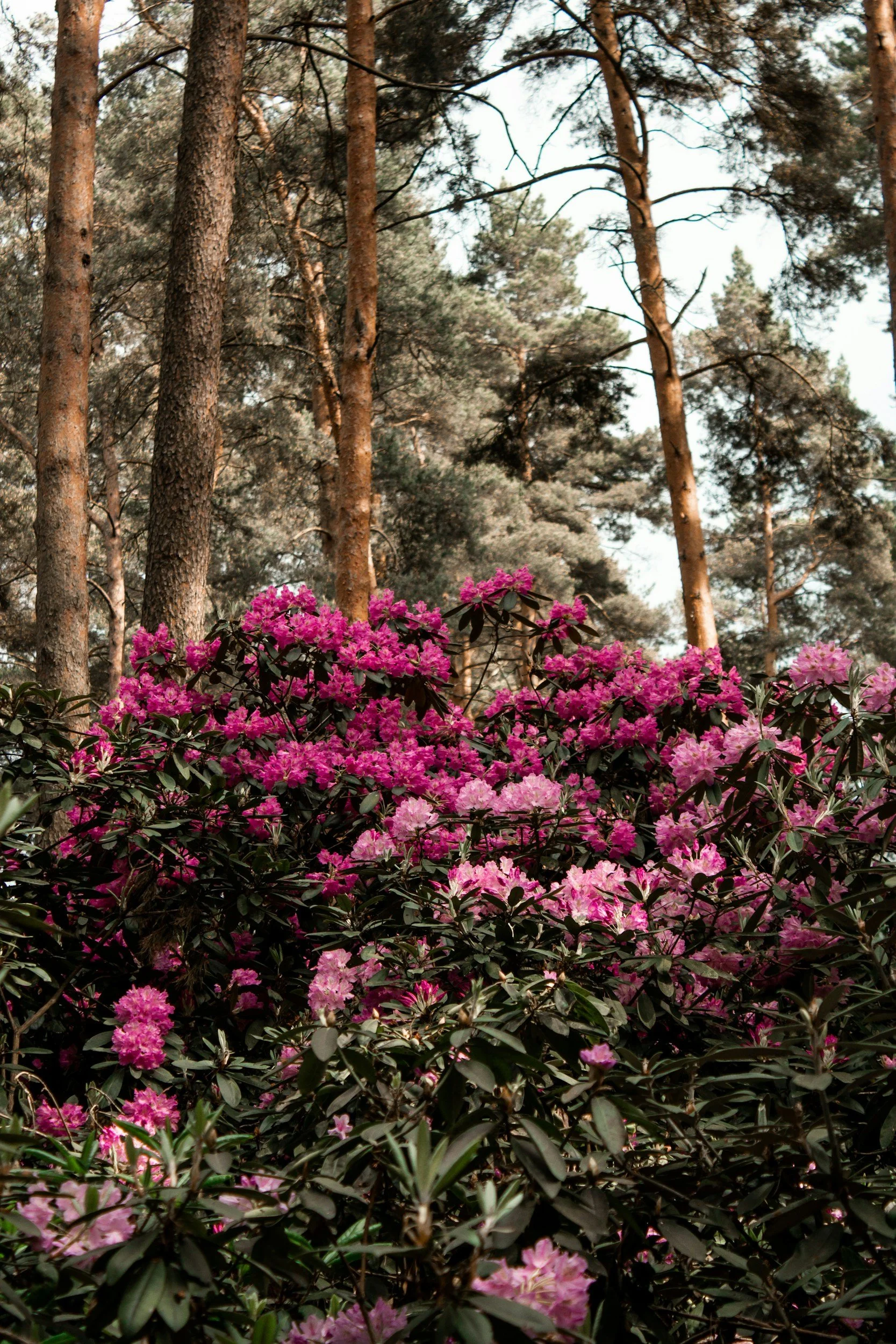 Forest scene with pink rhododendron flowers and tall trees.