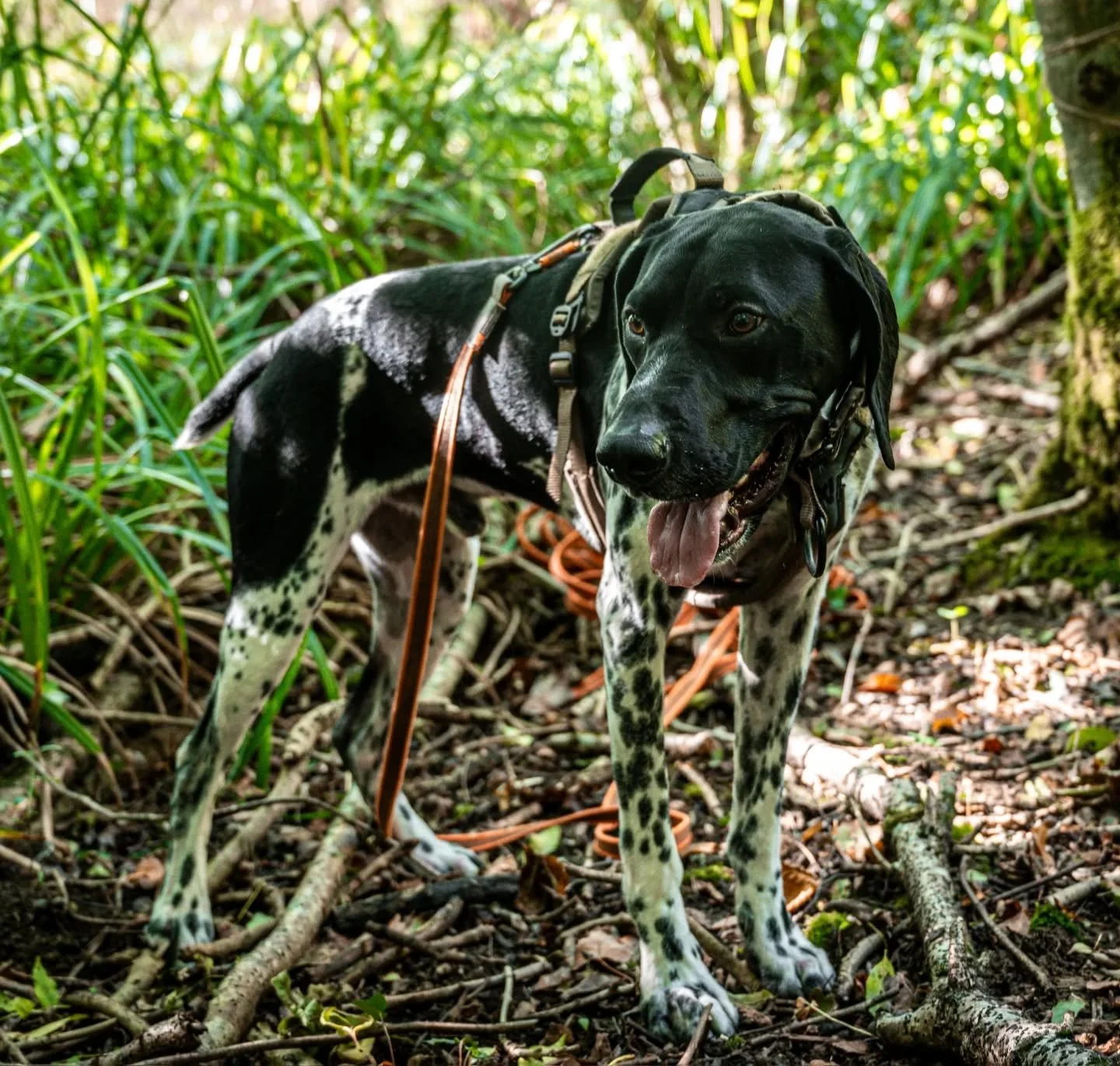 One tired Kobi after a busy afternoon training 🦌🩸

His new pb of a successful 500m track with several turns and a range of terrains from stubble, grass, woodland, and thick vegetation 🔥🌿

#DeerManagement #DeerTracking #GermanShorthairedPointer #W