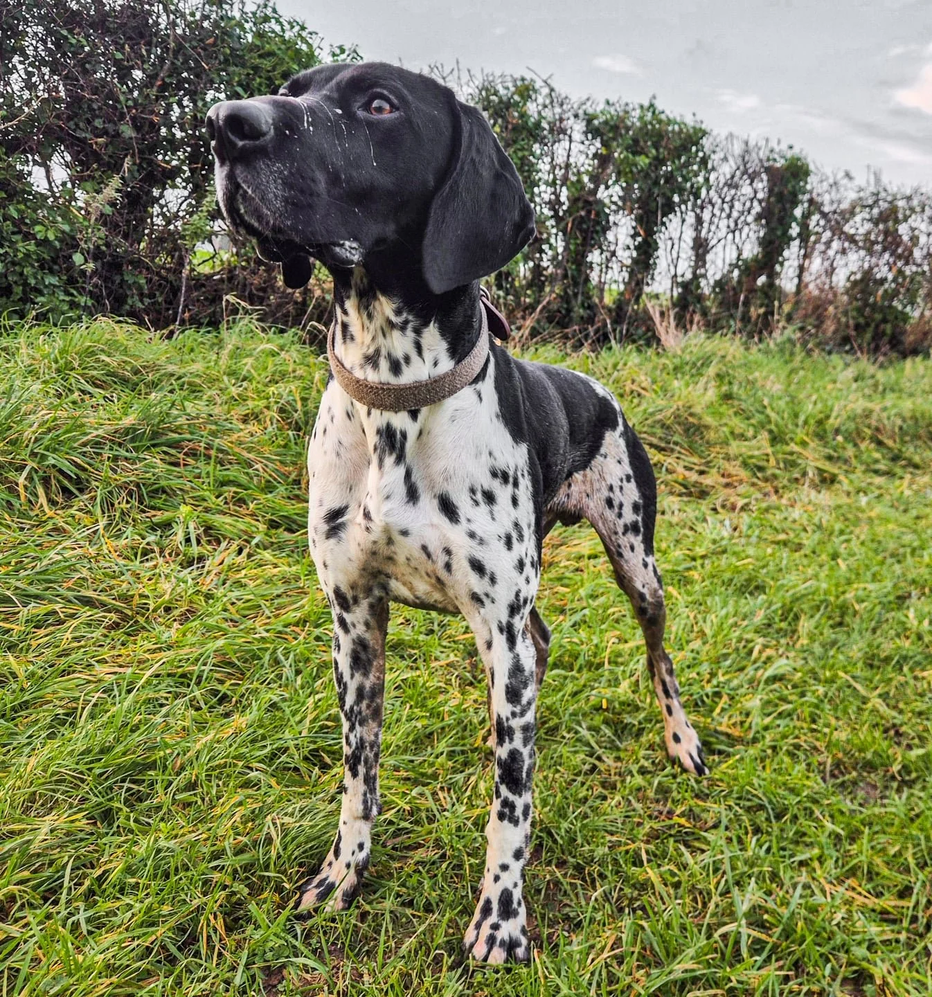 When your colleague has four legs and a nose that never misses. Our Deer tracking dog, Kobi &mdash; supporting responsible land &amp; Wildlife management 🦌🐕

#GermanShorthairedPointer #WorkingDog #DeerTracking #ConservationDog #WildlifeManagement #