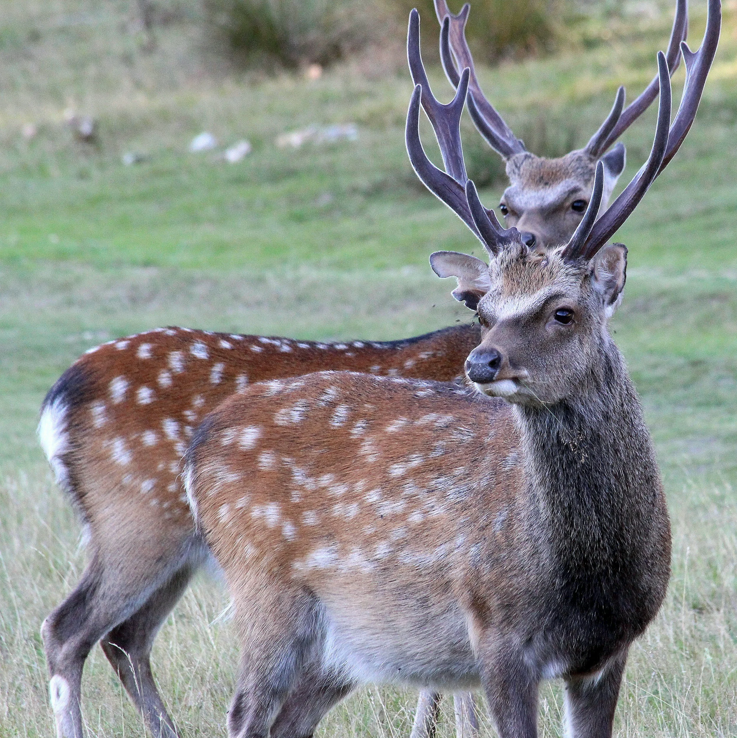 Understanding Deer Hybridisation: Why Sika-Red Hybrids Are a Conservation Concern