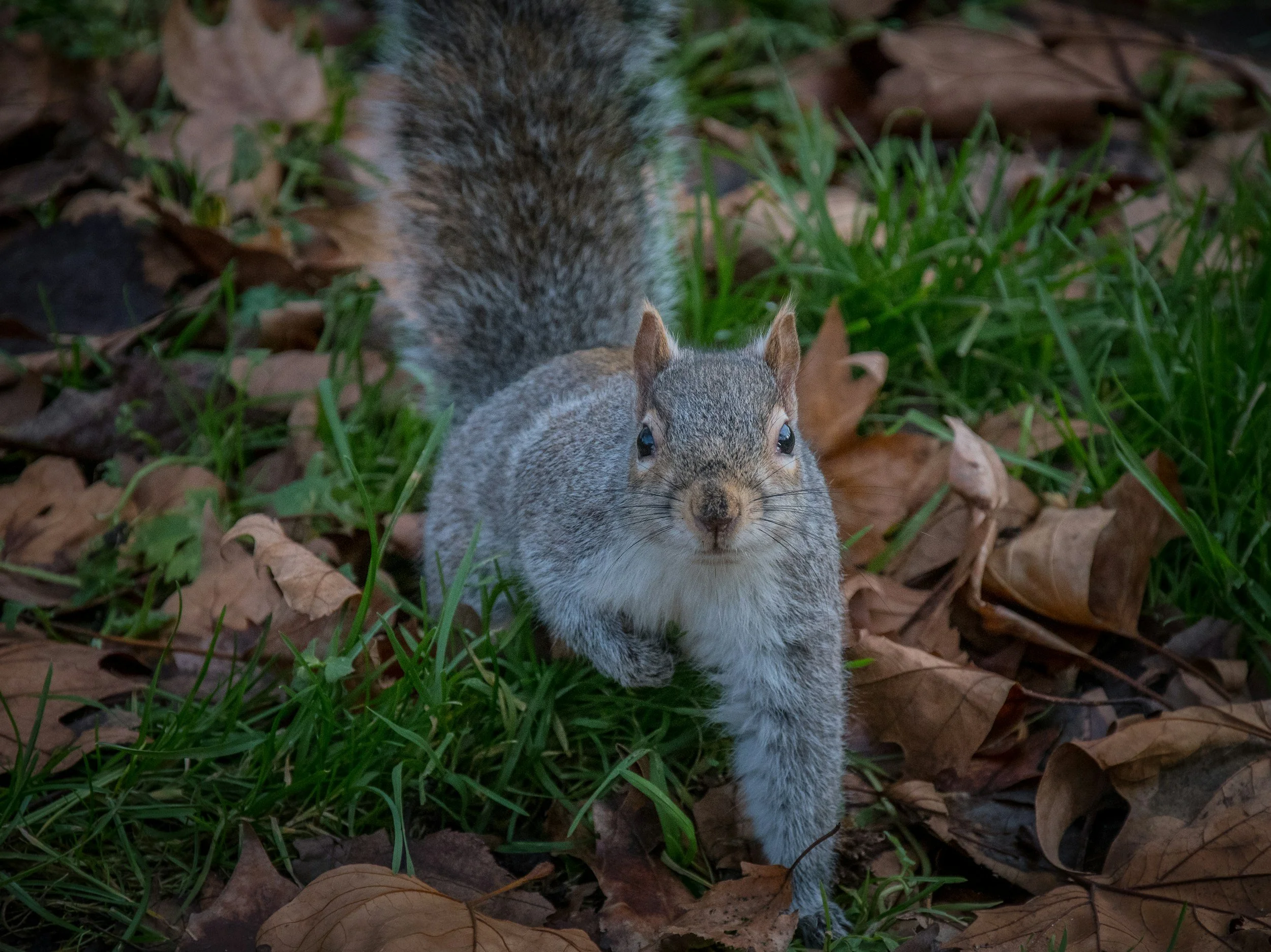New 2026 Grey Squirrel Framework: What Landowners and Conservationists Need to Know