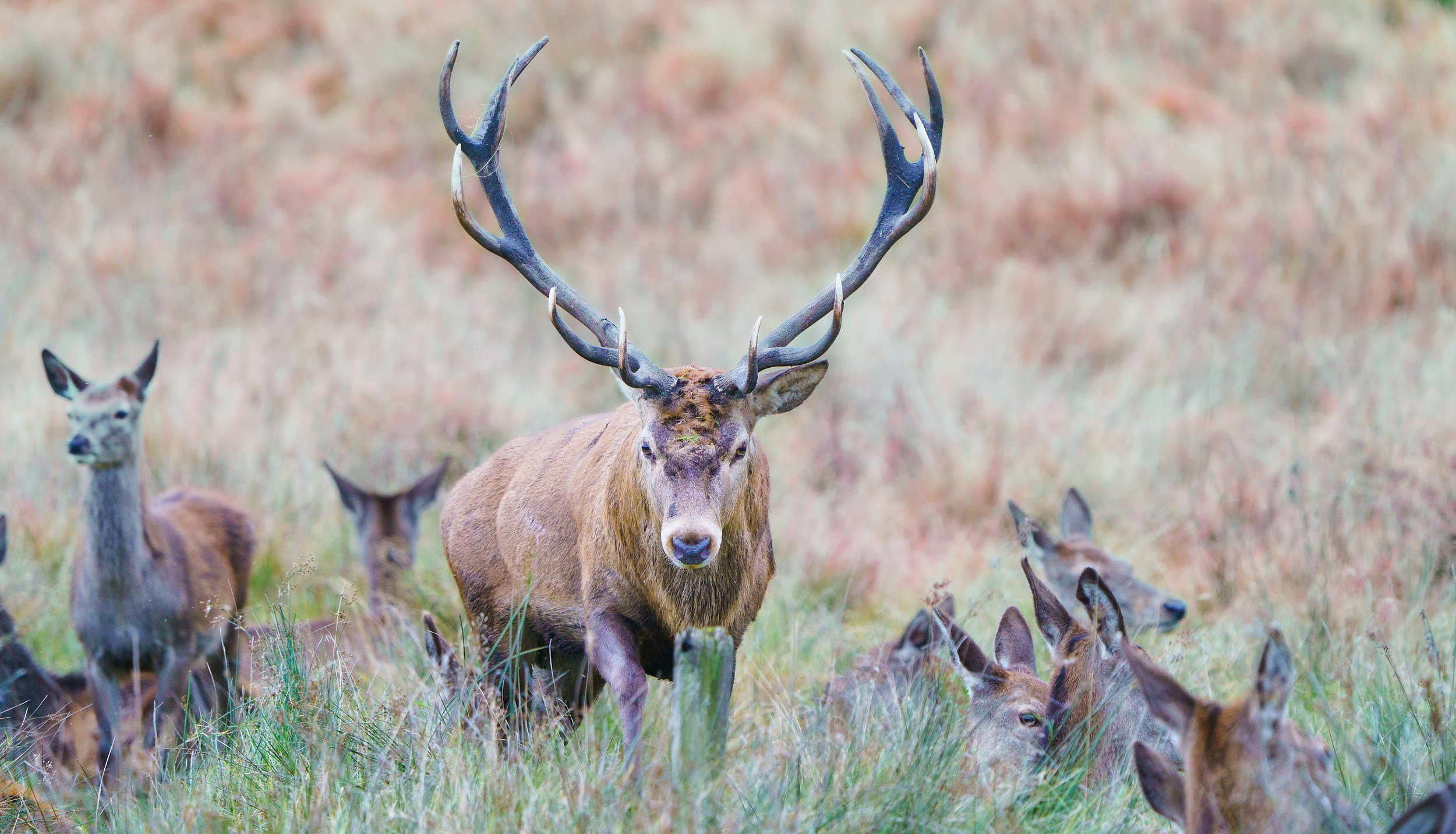 Deer Management within Local Nature Recovery Strategies (LNRS)