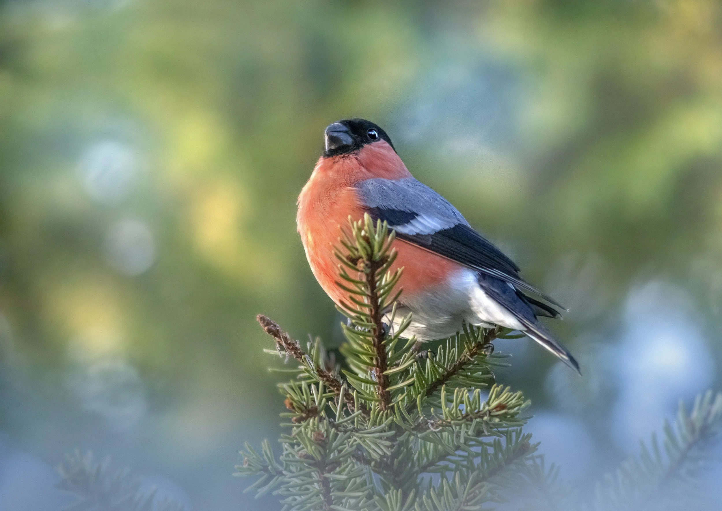 When Deer Become Too Many: The Hidden Ecological Crisis Affecting Butterflies, Dormice, Salmon and More