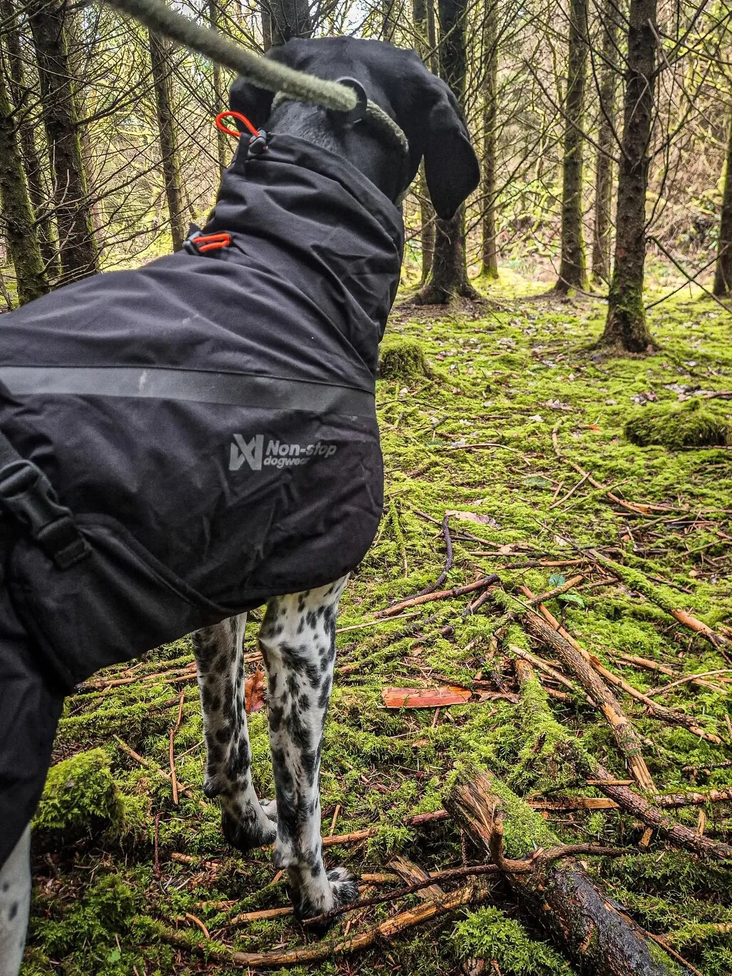 Looking at new ground today 🦌🐿️

Kobi, our German Shorthaired Pointer, showing off his new coat&mdash;wouldn&rsquo;t be the same without him by our side.

#germanshorthairedpointer #gsp #wildlifemanagement #deermanagement #deer