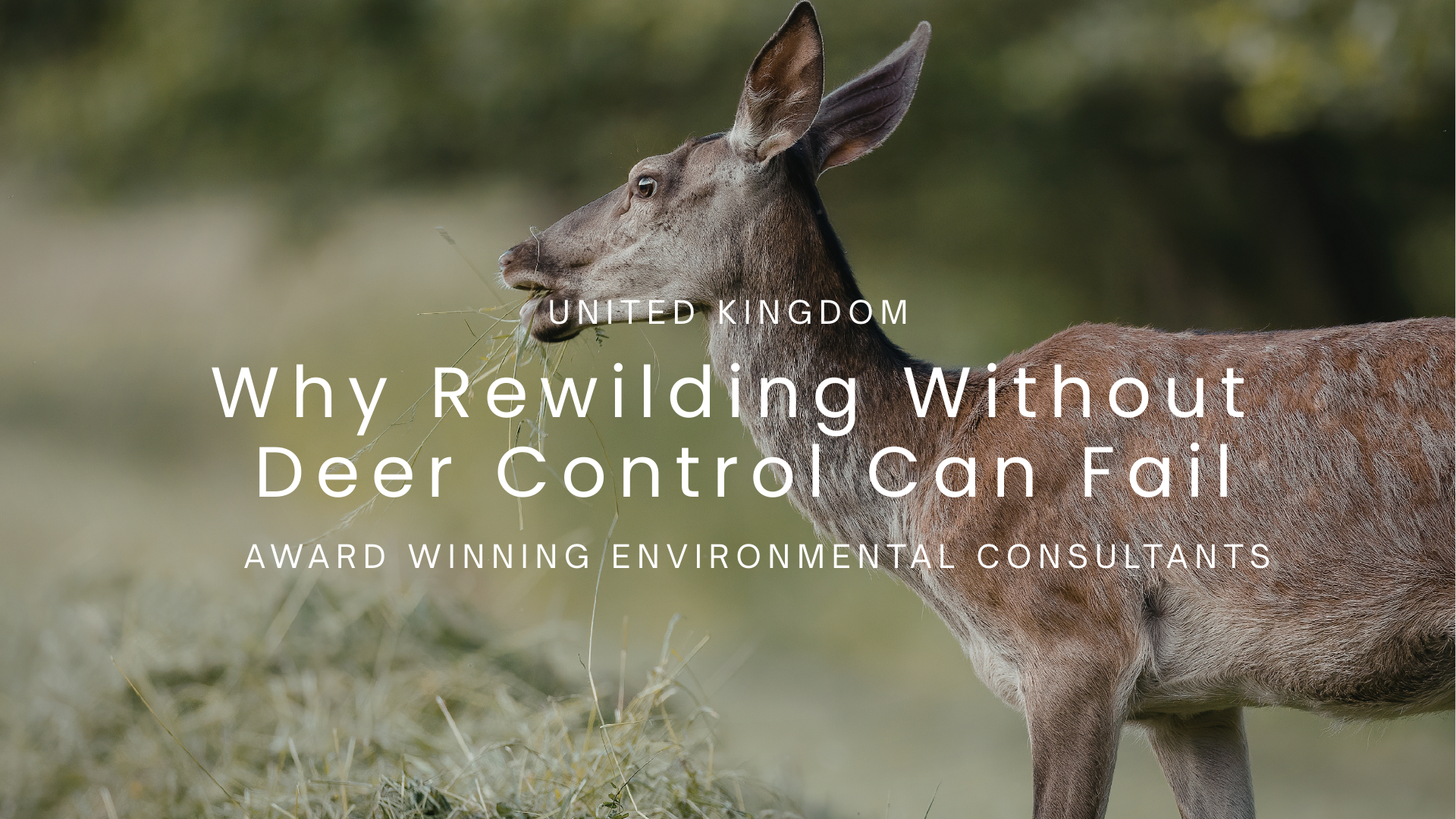 Why Rewilding Without Deer Control Can Fail