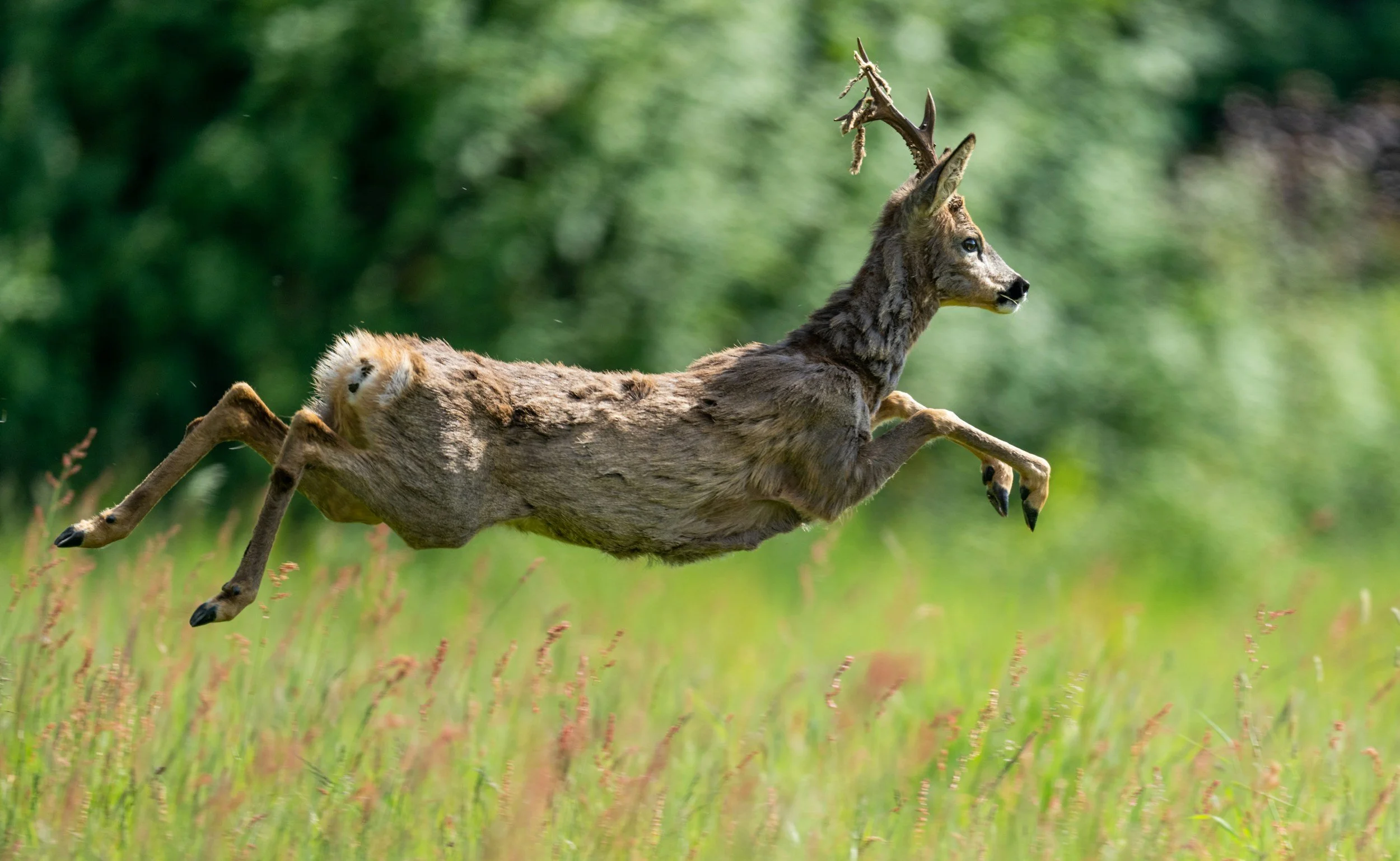 roe buck, advisory report