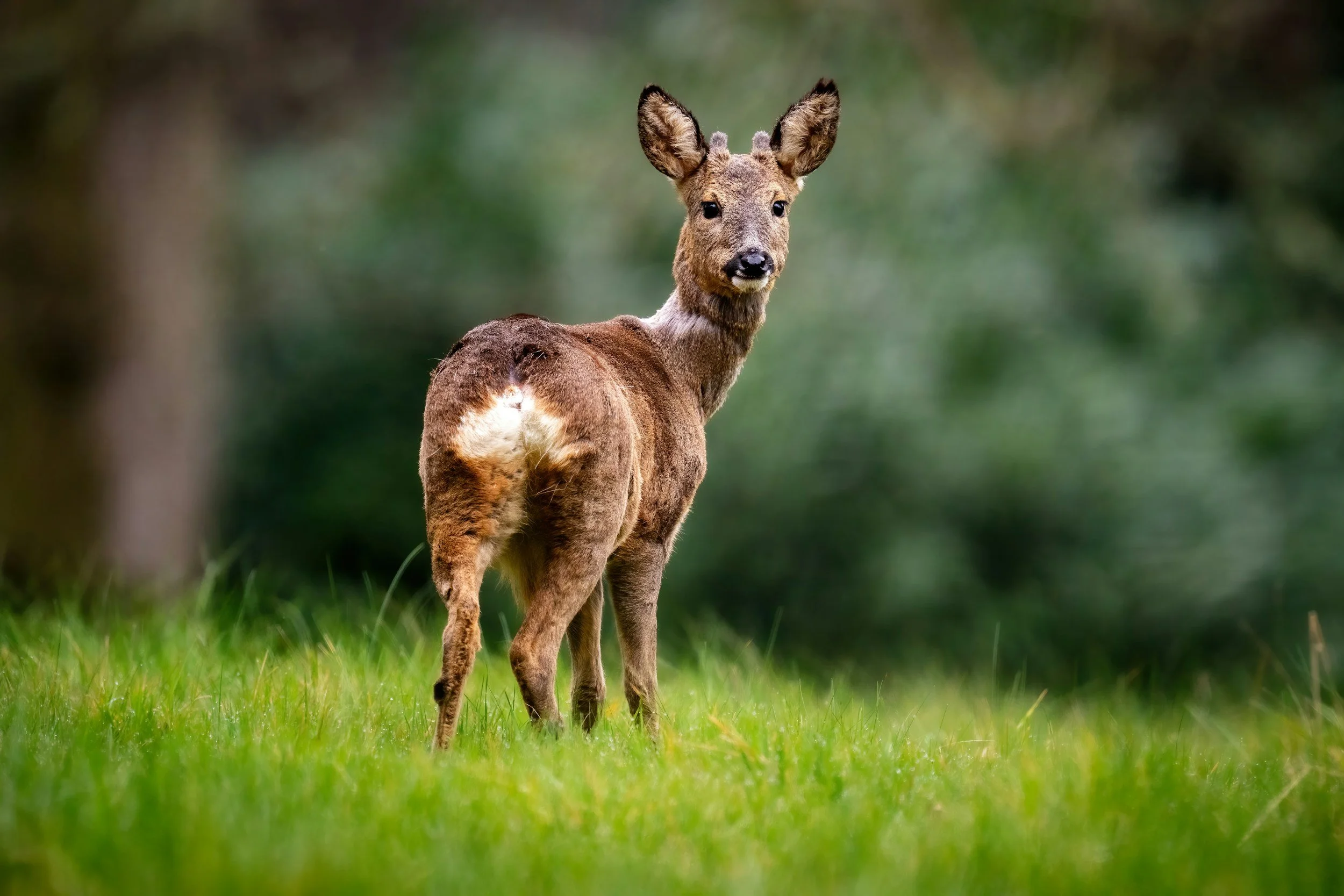 Deer Management in UK Conservation: Balancing Ecology, Forestry, and Biodiversity