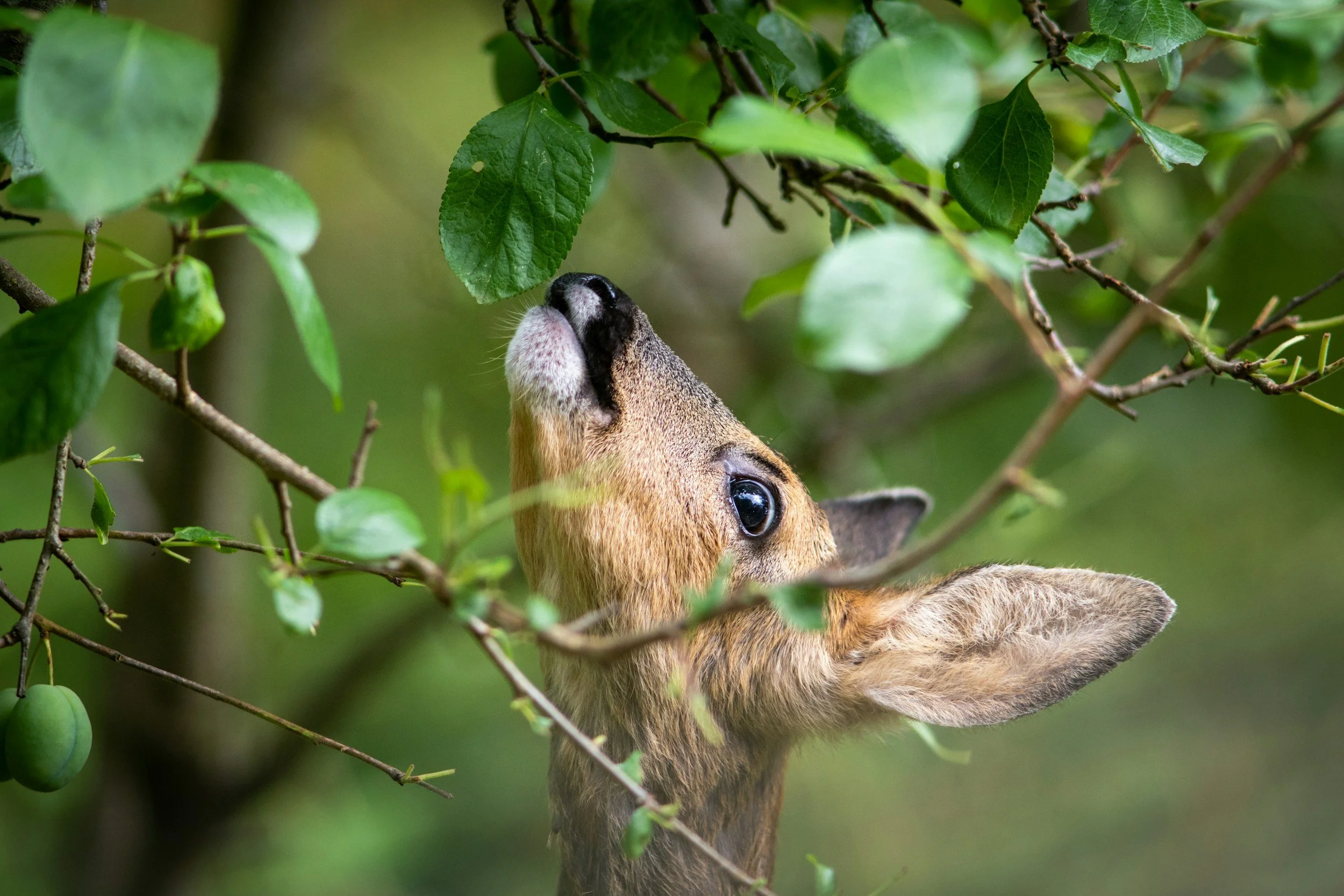 The Six Deer Species of the UK: A Complete Identification Guide