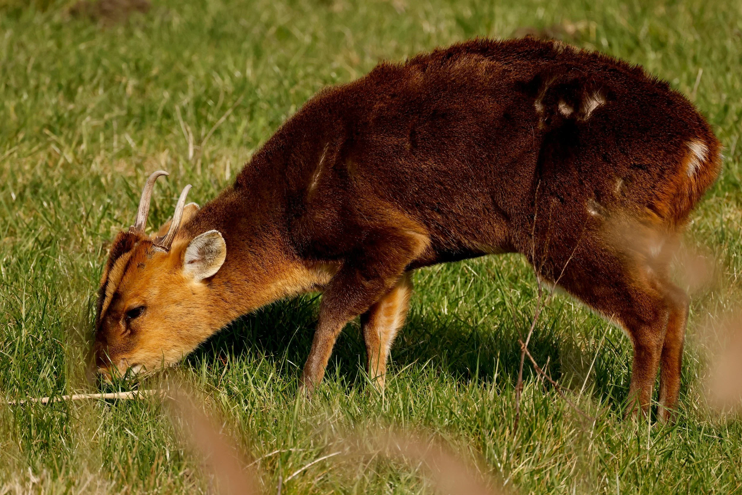 Muntjac Deer in the UK: The Year-Round Challenge for Landowners and Gardeners