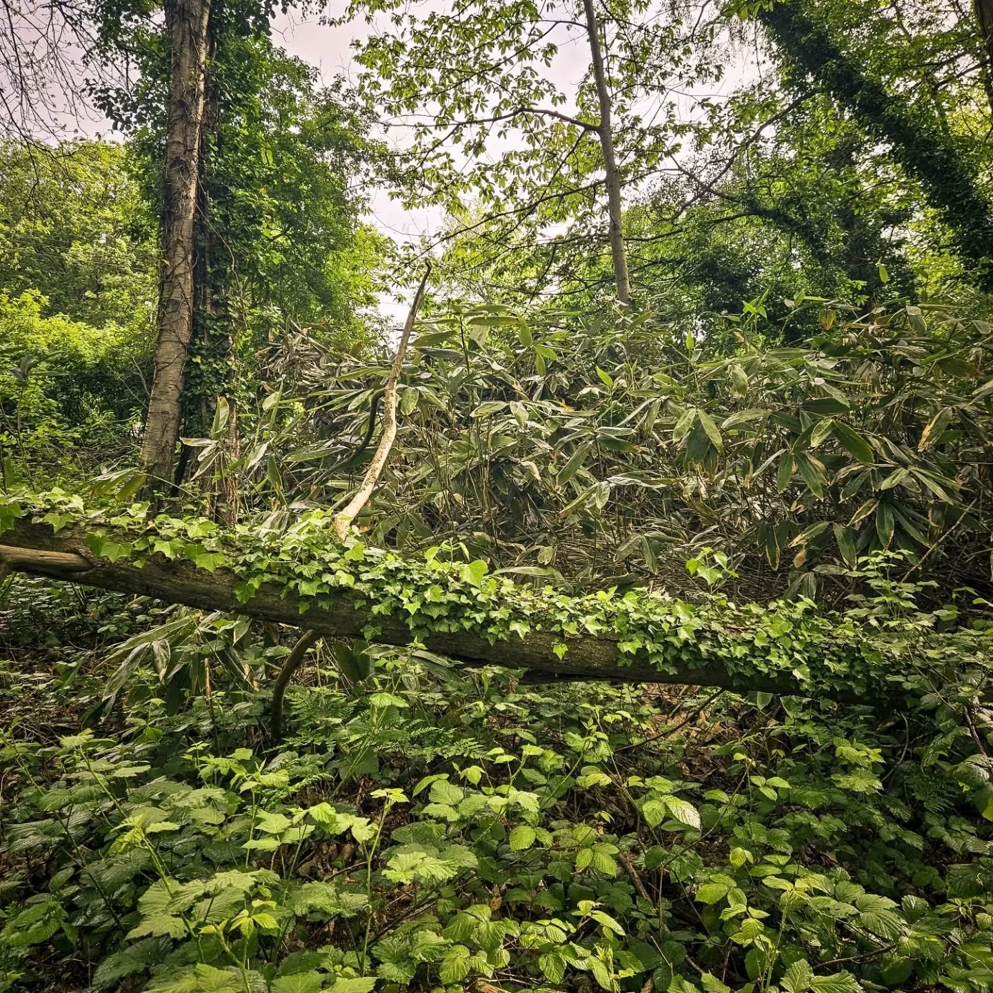 Out in the field surveying invasive species such as Japanese Knotweed, bamboo, and skunk cabbage 🌿 

These Invasive non-native plants can spread aggressively, outcompeting native species, reducing biodiversity, and disrupting local ecosystems. 

Ide