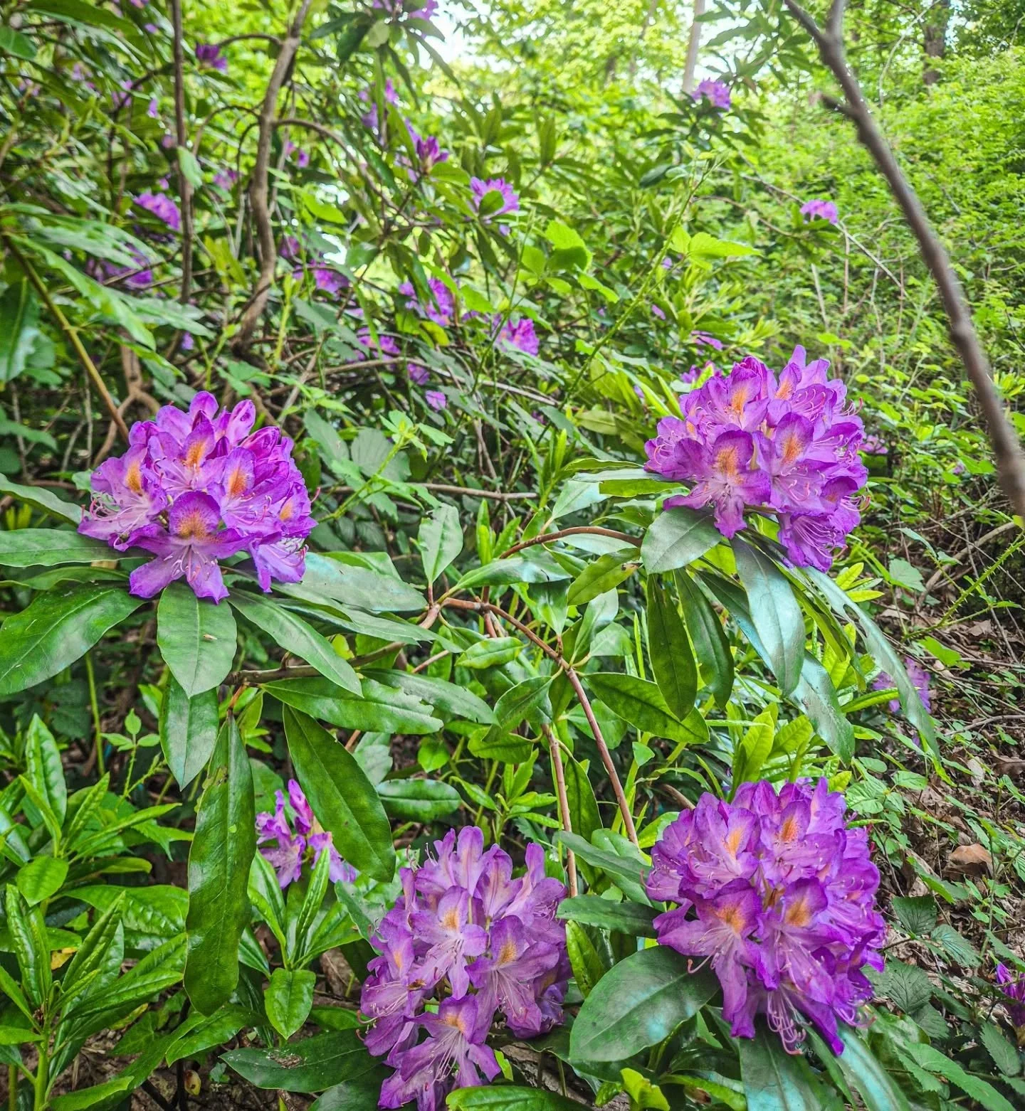 Surveying Completed 🌿

Now it&rsquo;s about strategy&mdash;building a management plan and planning the next phase of control.

#InvasiveSpecies #HabitatManagement #ConservationWork #Ecology #LandManagement