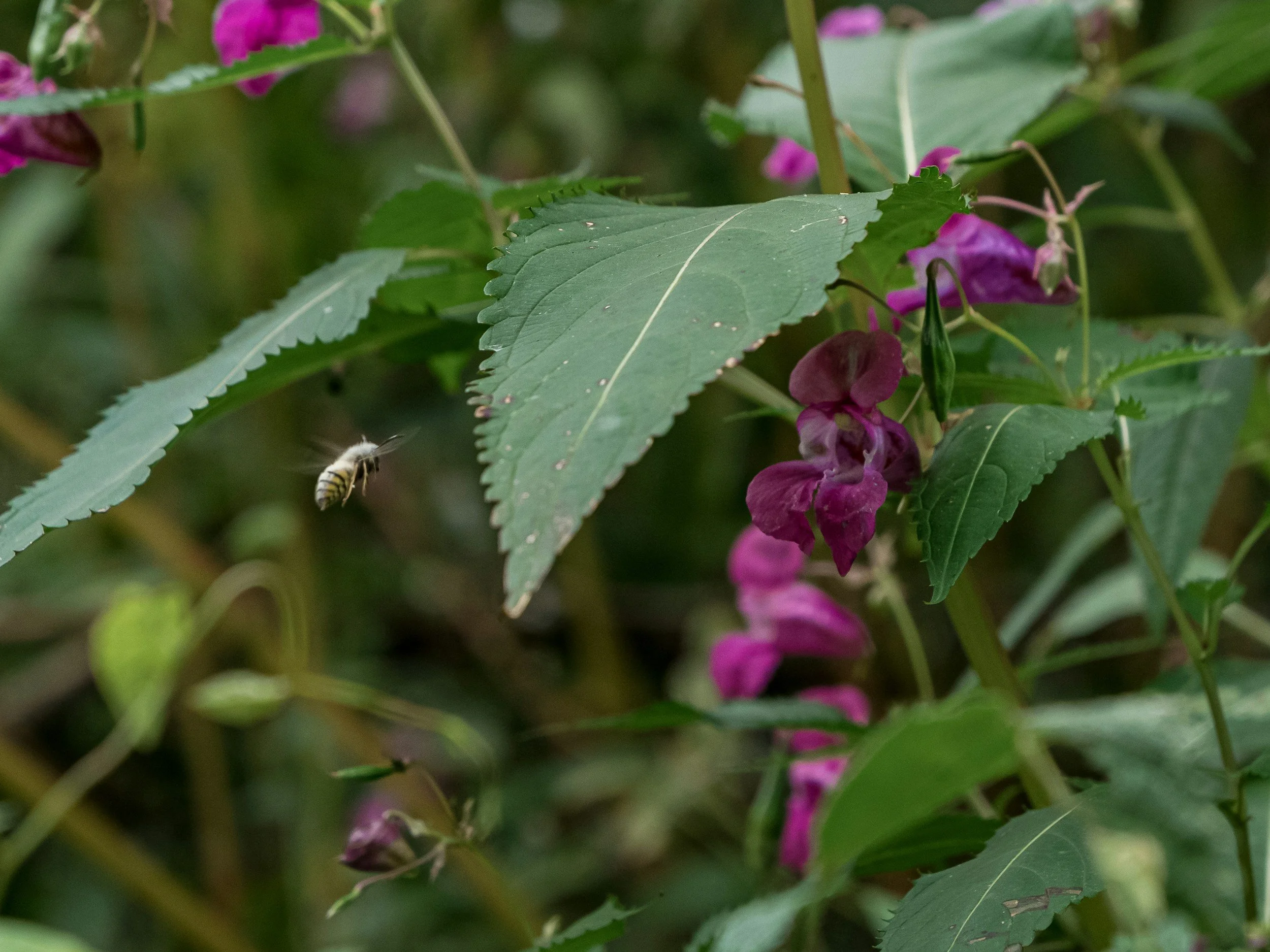 Invasive Plants in Dorset, Devon and Hampshire: A Guide to Identification, Impact and Management