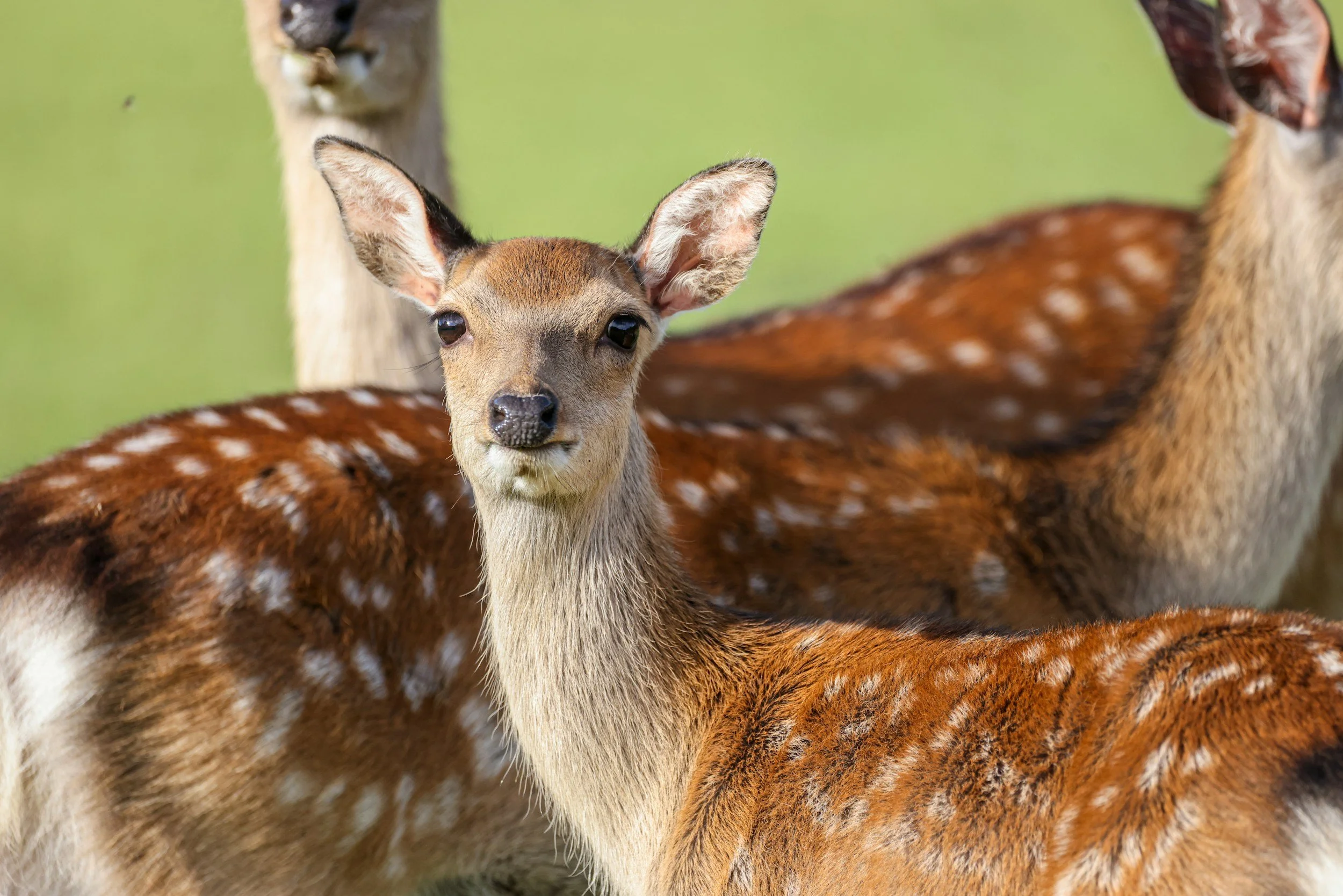 Invasive Fauna in Dorset, Devon and Hampshire: Understanding Non-Native Wildlife Species in Southern England