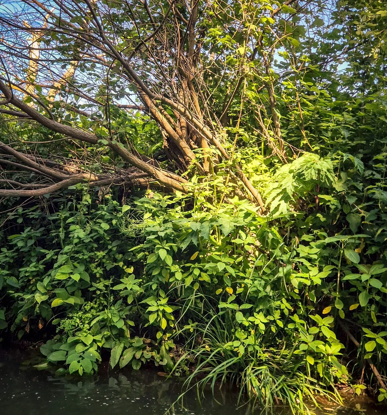 Three of the UK's invasive plants &mdash; all in one photo. 

🌿 Giant Hogweed &mdash; causes severe chemical burns on skin contact

🌸 Himalayan Balsam &mdash; smothers riverbanks &amp; dominates native wildflowers

🌱 Japanese Knotweed &mdash; dama