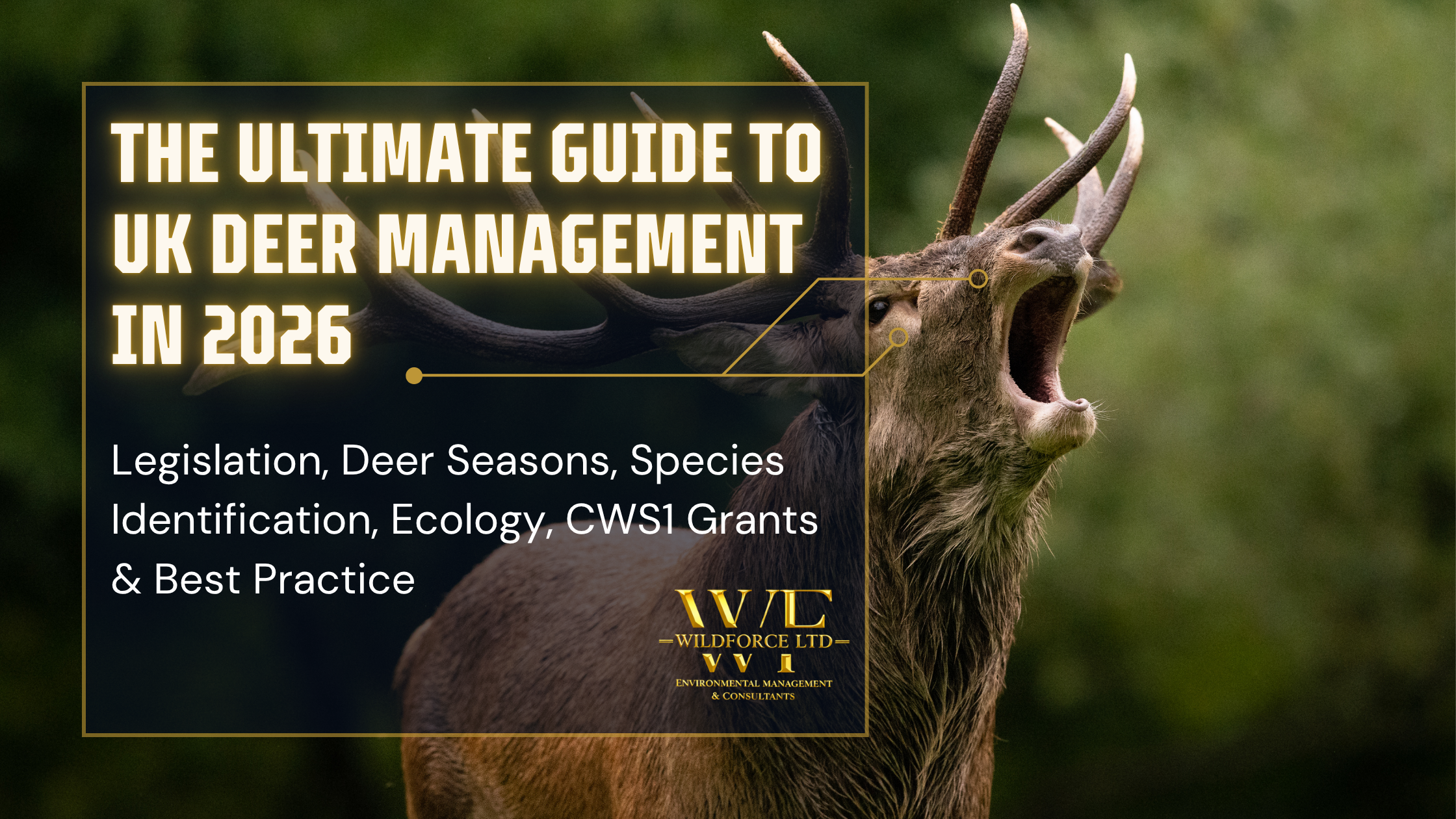 A large, roaring stag with antlers in a natural, green forest setting, overlaid with text about a guide on UK deer management.