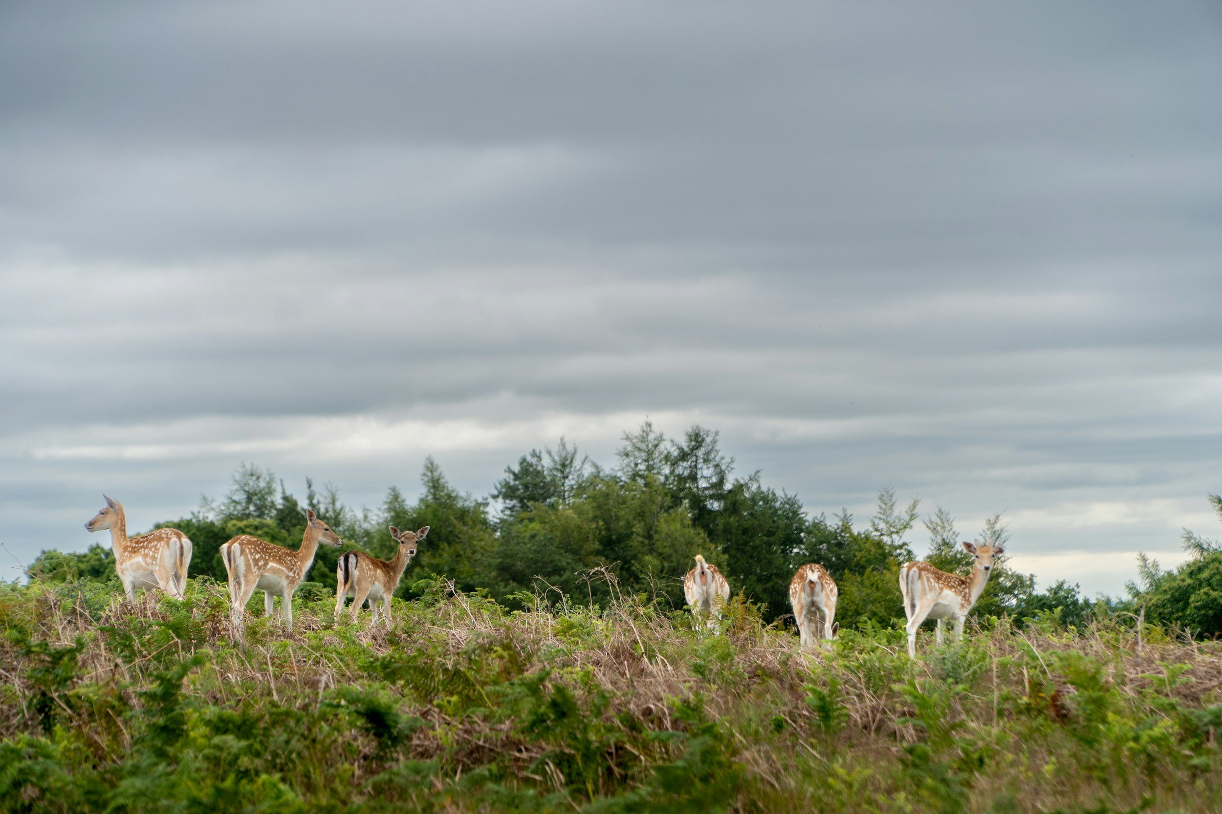Deer and Biodiversity Net Gain: Why Deer Management Is Critical to BNG Success