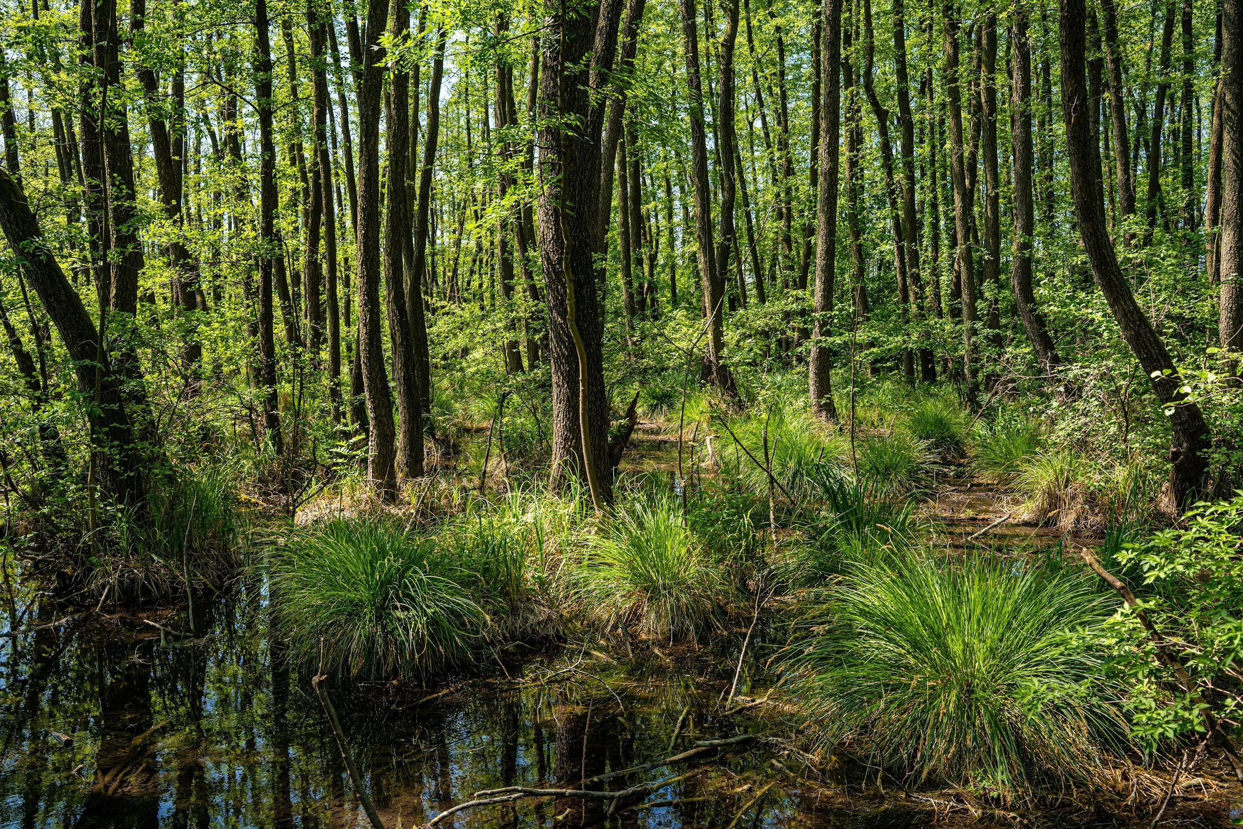 Deer Impact Assessments: A Practical Guide for Woodland Management and Woodland Creation