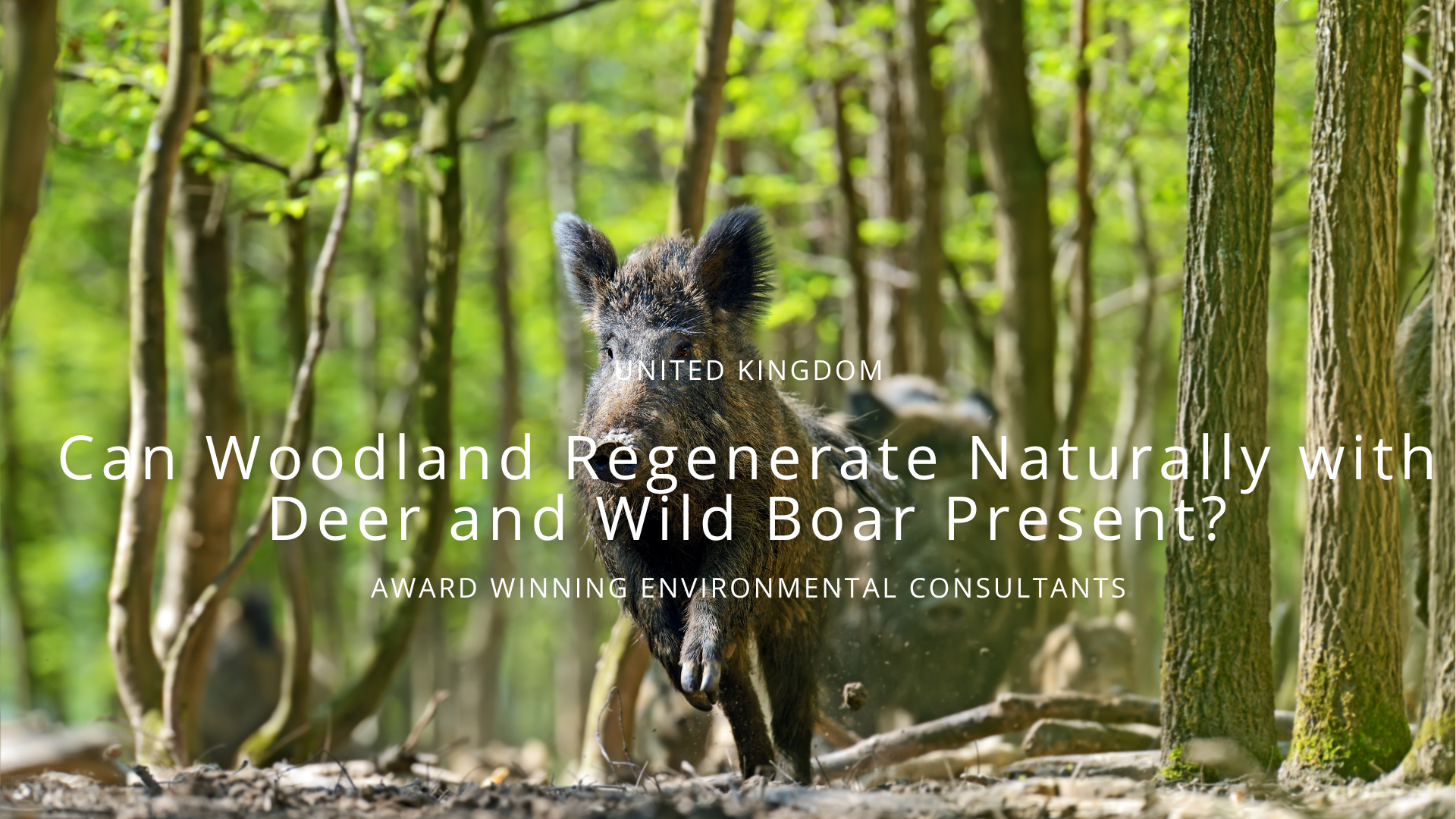 Can Woodland Regenerate Naturally with Deer and Wild Boar Present?