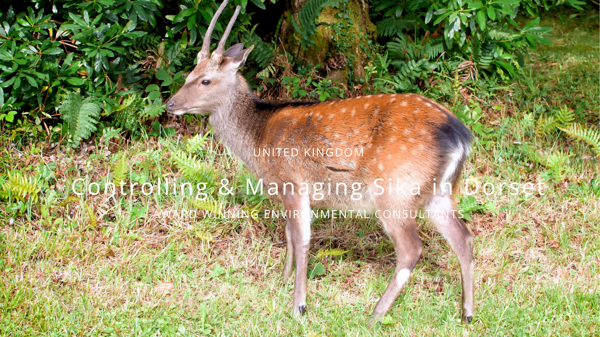 Controlling &amp; Managing Sika Deer in Dorset: A Complete Guide