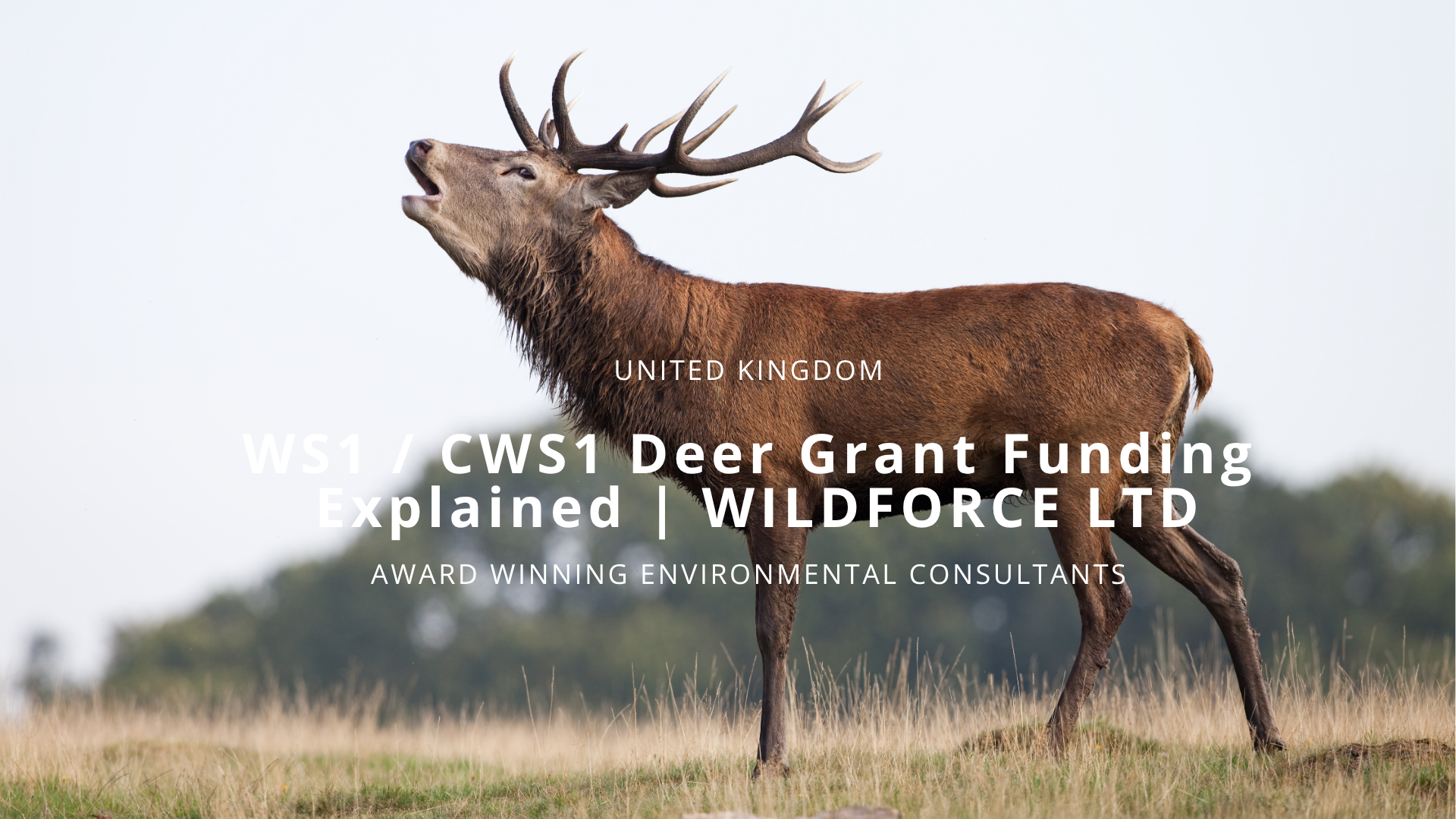 WS1 / CWS1 Deer Grant Funding Explained | WILDFORCE LTD