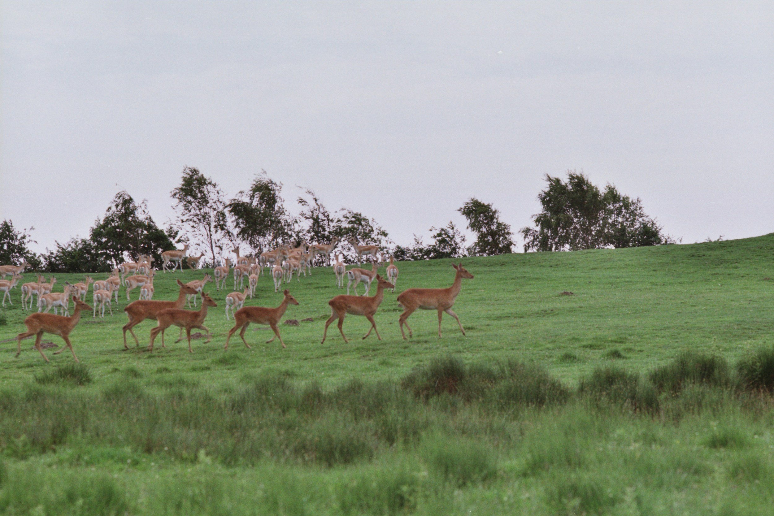 A herd of deer grazing on a grassy field with trees and a light gray sky in the background.