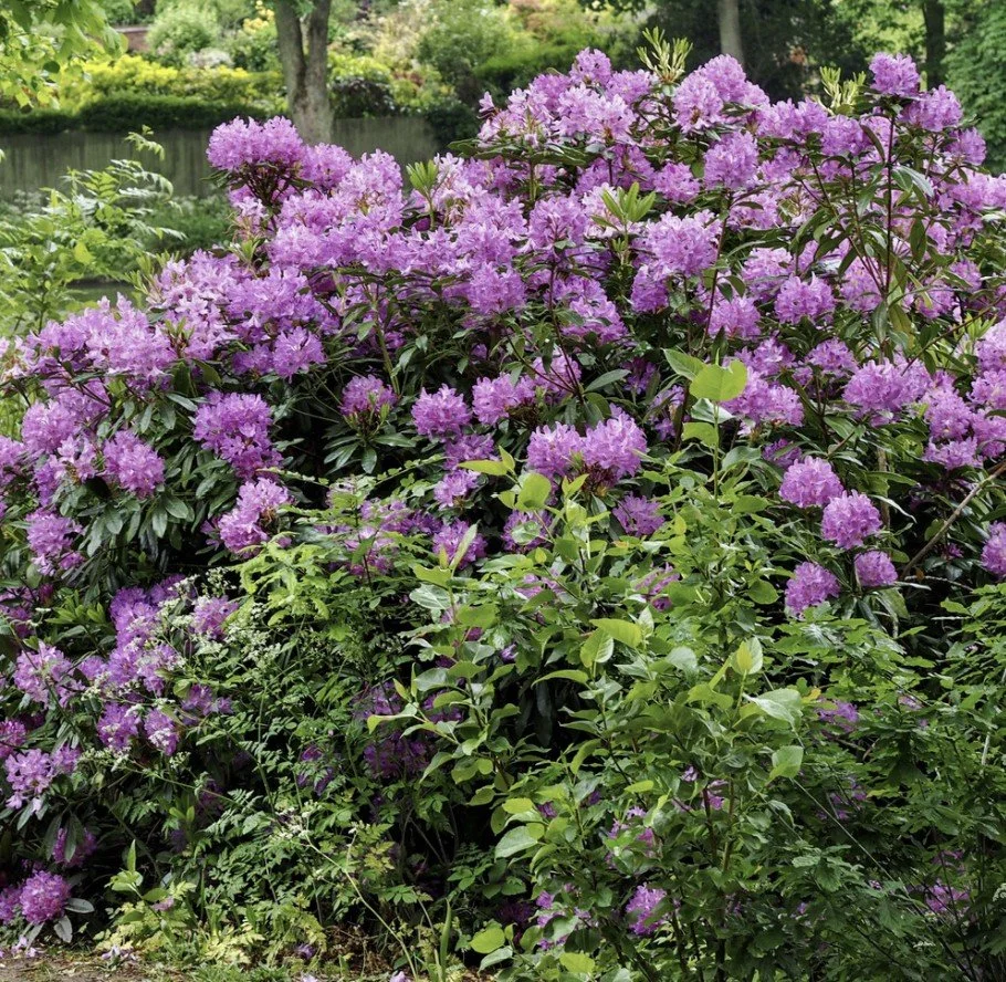 RHODODENDRON