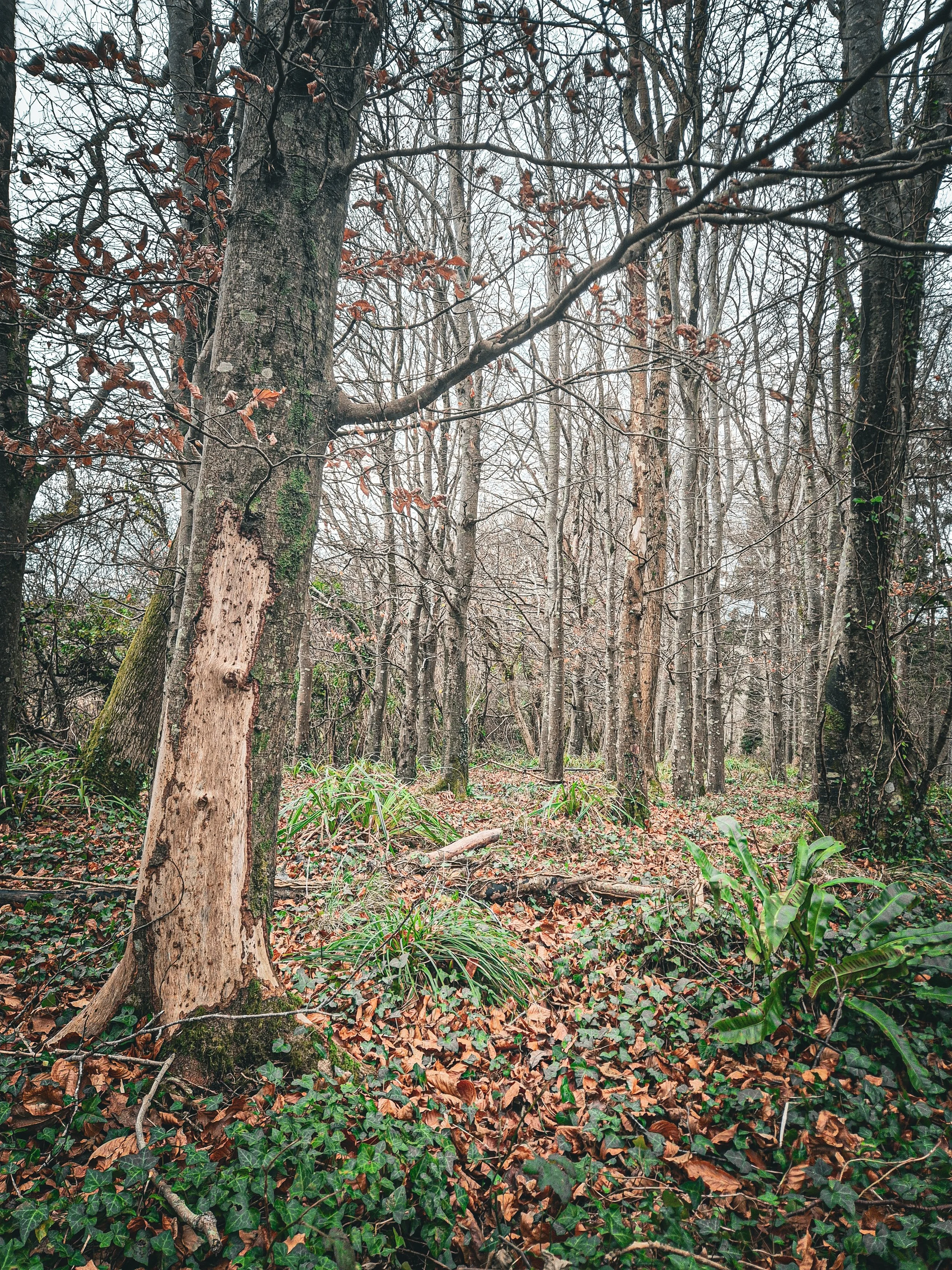 DEER & INVASIVE SPECIES IMPACT ASSESSMENTS