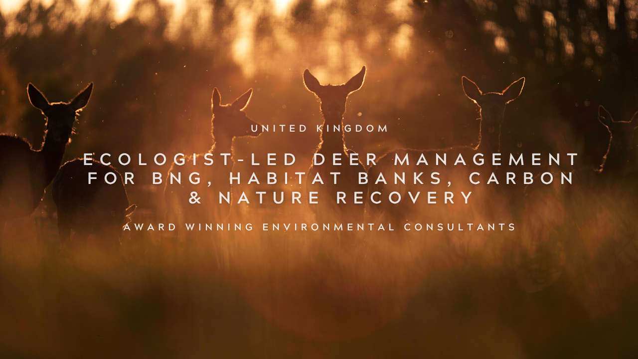 A group of deer standing in a field at sunset with trees in the background, with overlaid text about deer management and environmental consultancy.