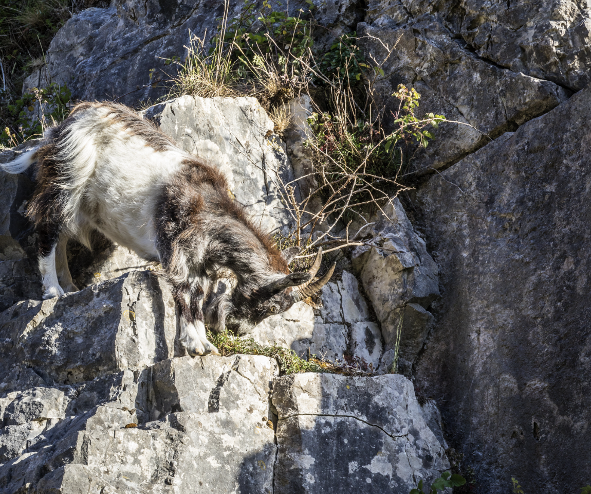 A mountain goat climbing rocky terrain with sparse vegetation.