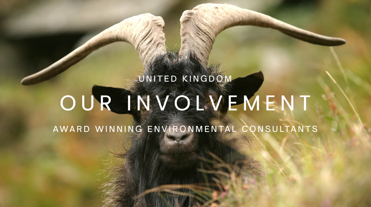 A wild goat with large, curved horns and dark fur, standing in a grassy field