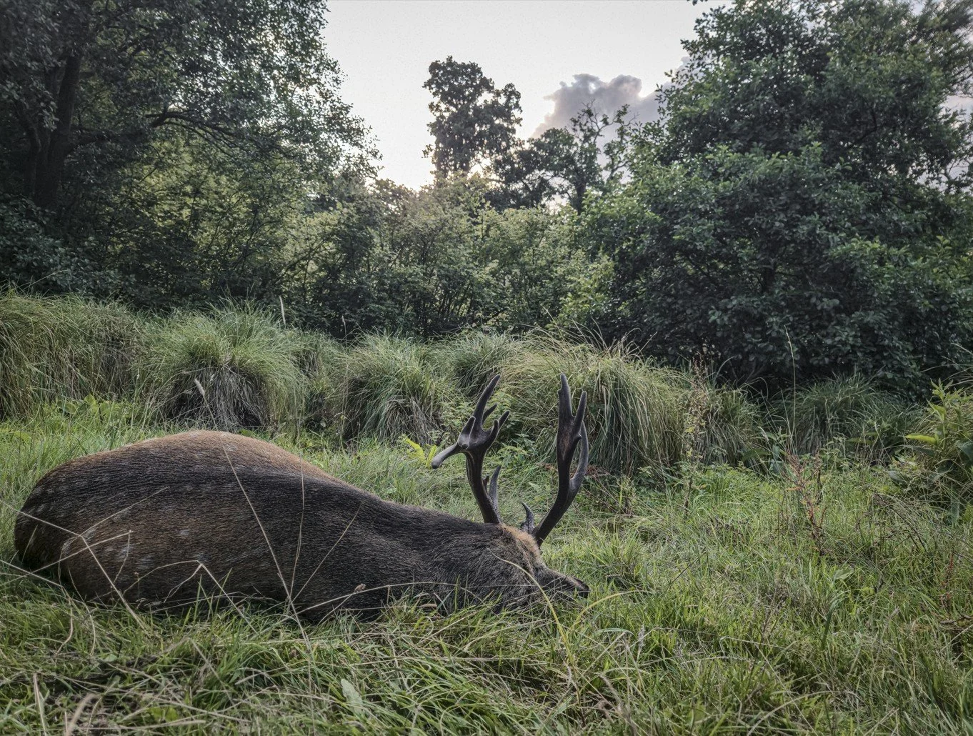 ECOLOGIST LED DEER MANAGEMENT