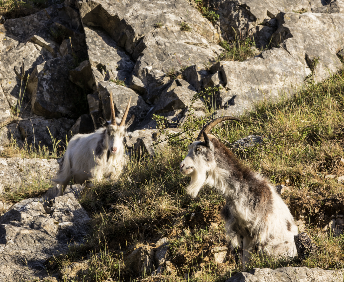 Two goats on rocky terrain with grass and small shrubs.