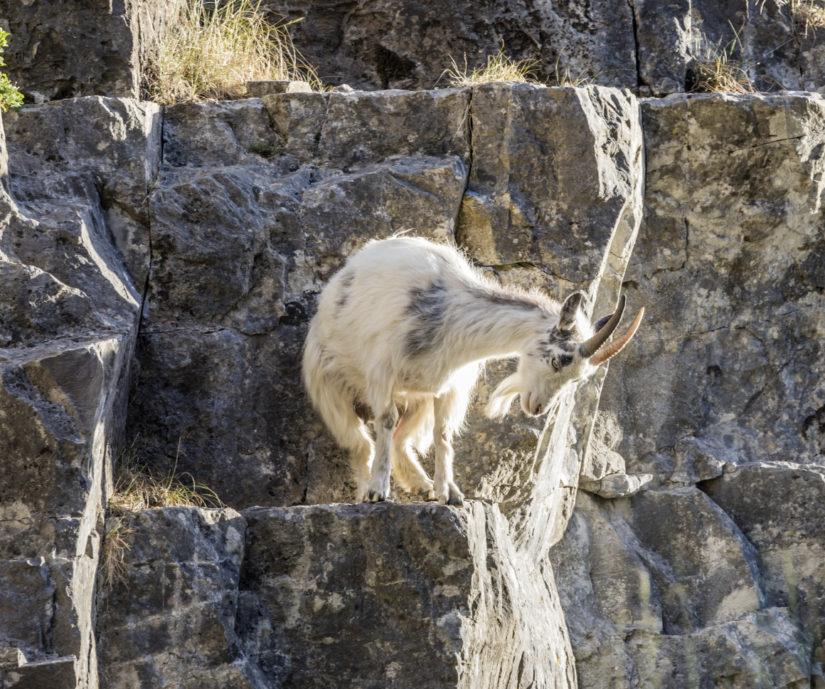 A mountain goat standing on a rocky cliff with patches of grass, looking downward to the right.