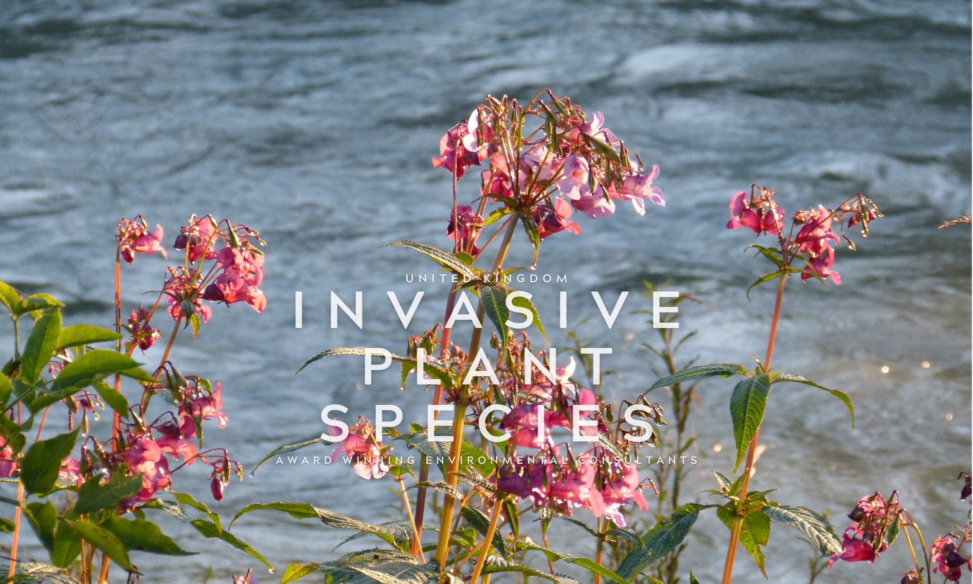 Professional Invasive Plant Management — WILDFORCE LTD