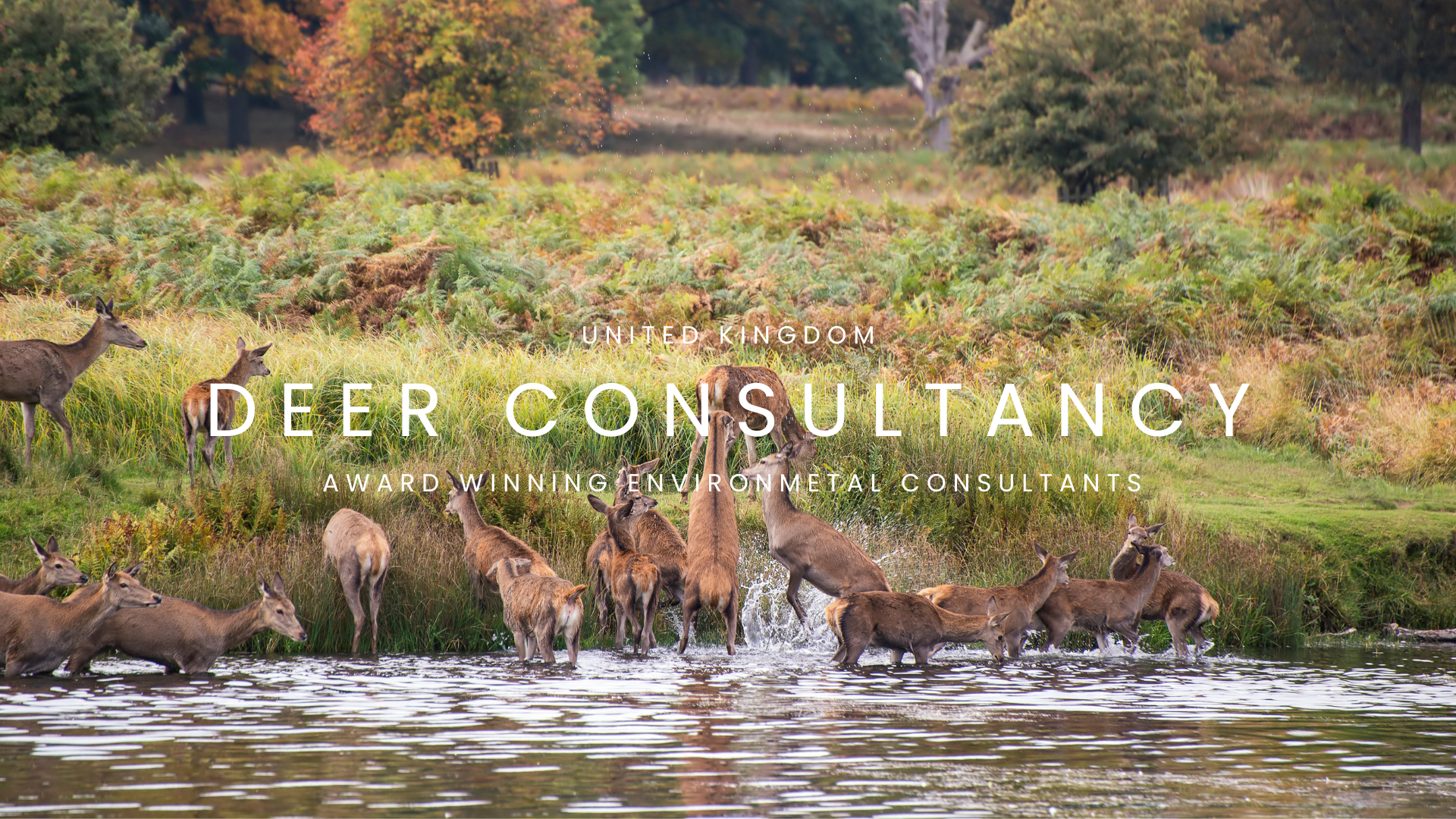 A group of deer crossing a river in a lush, green forested area with trees in the background.