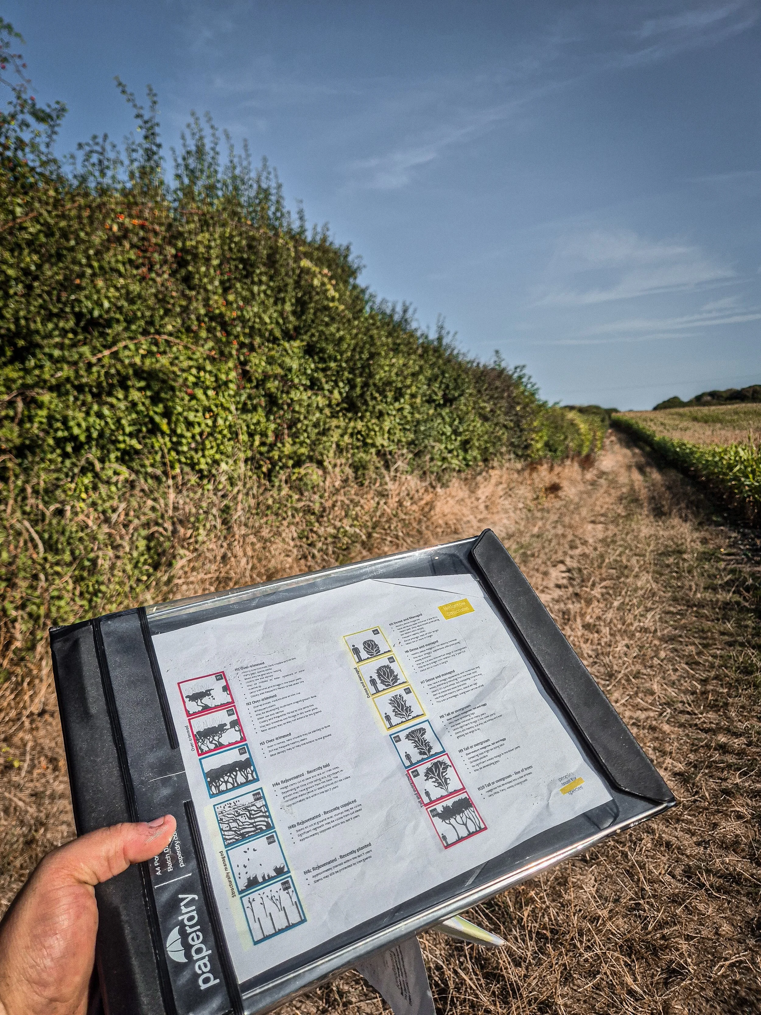 HEDGEROW SURVEYING