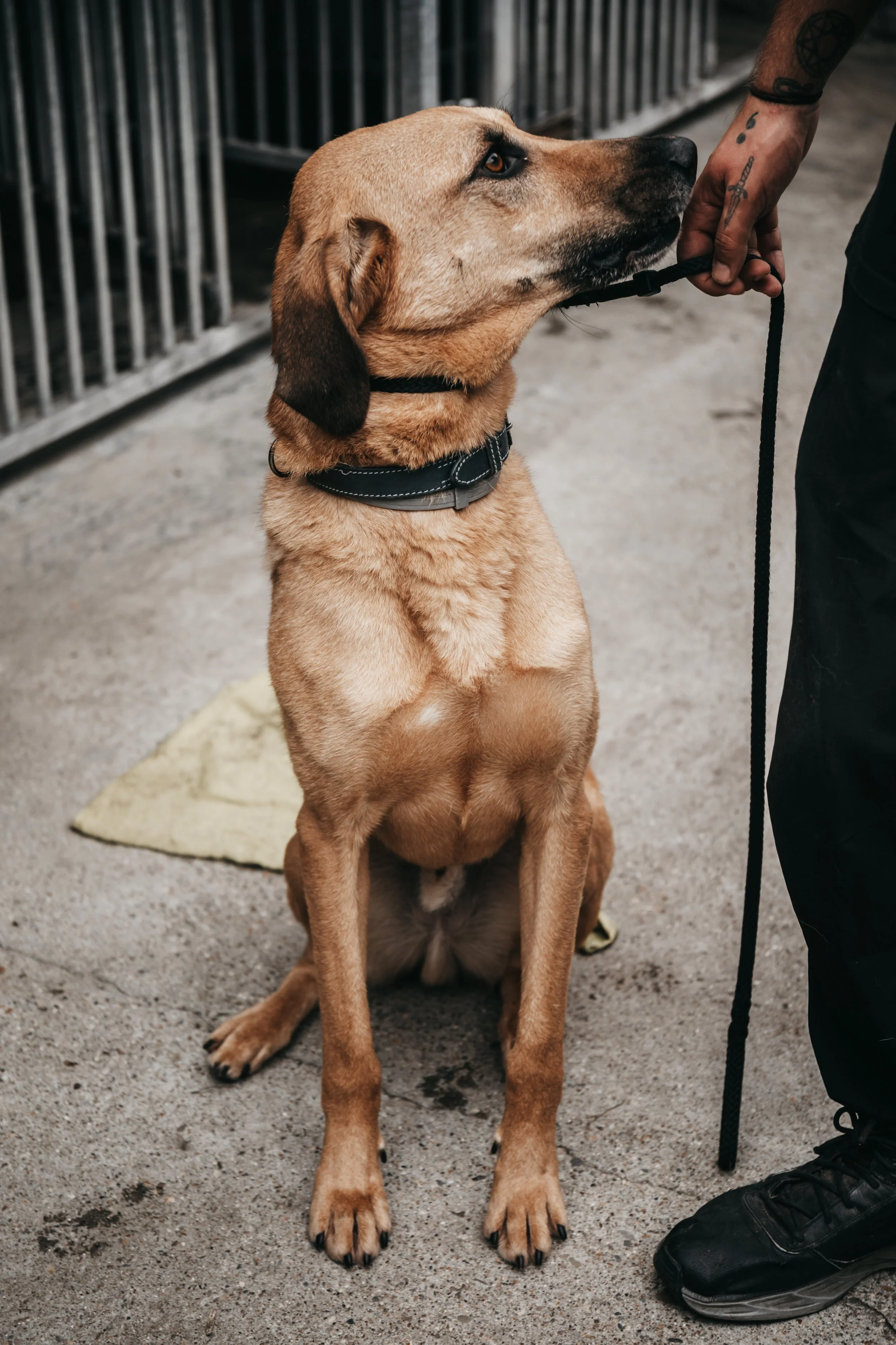 animals-faith-shelter-shoot (4).jpg