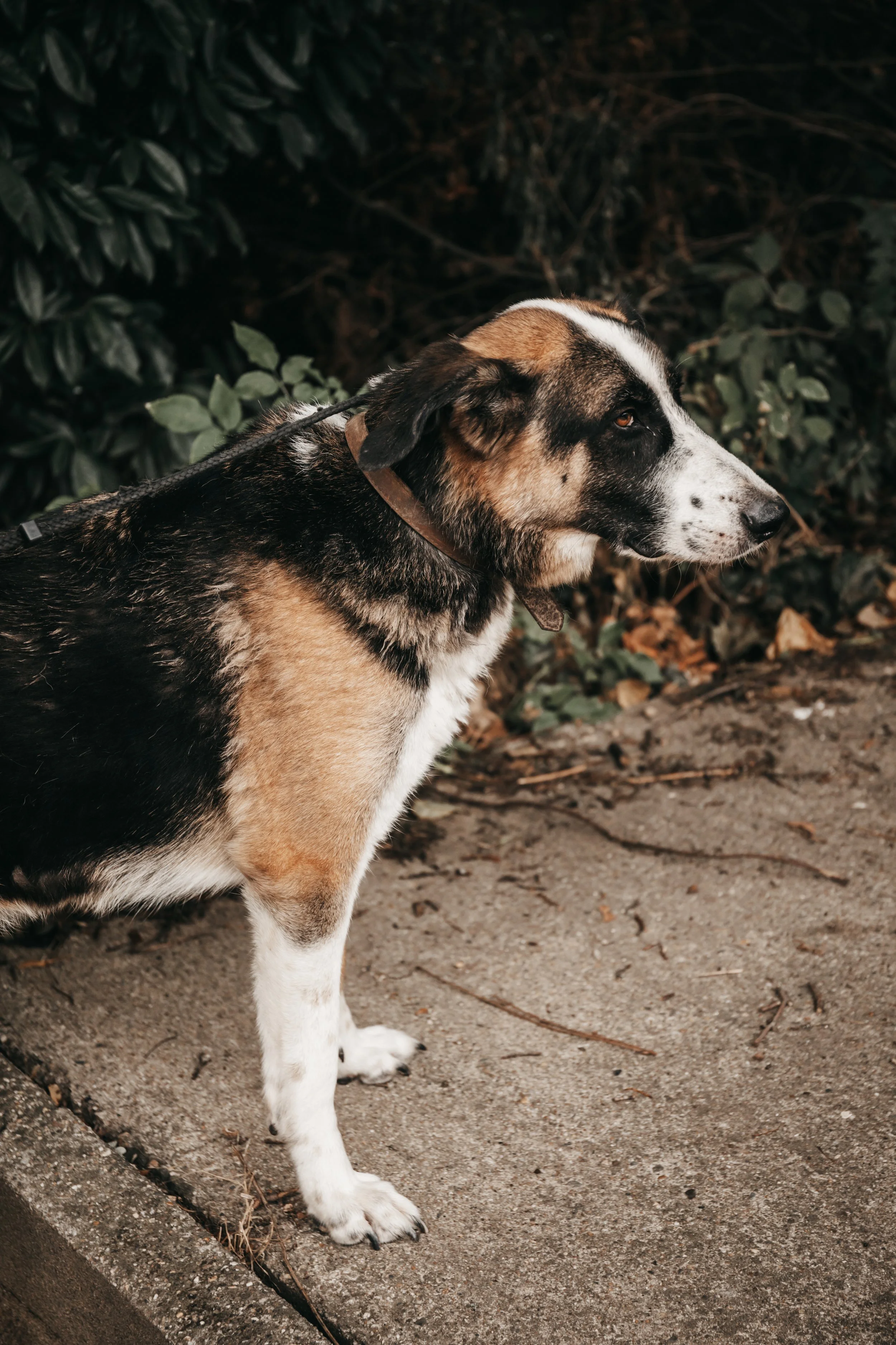 animals-faith-shelter-shoot (2).jpg