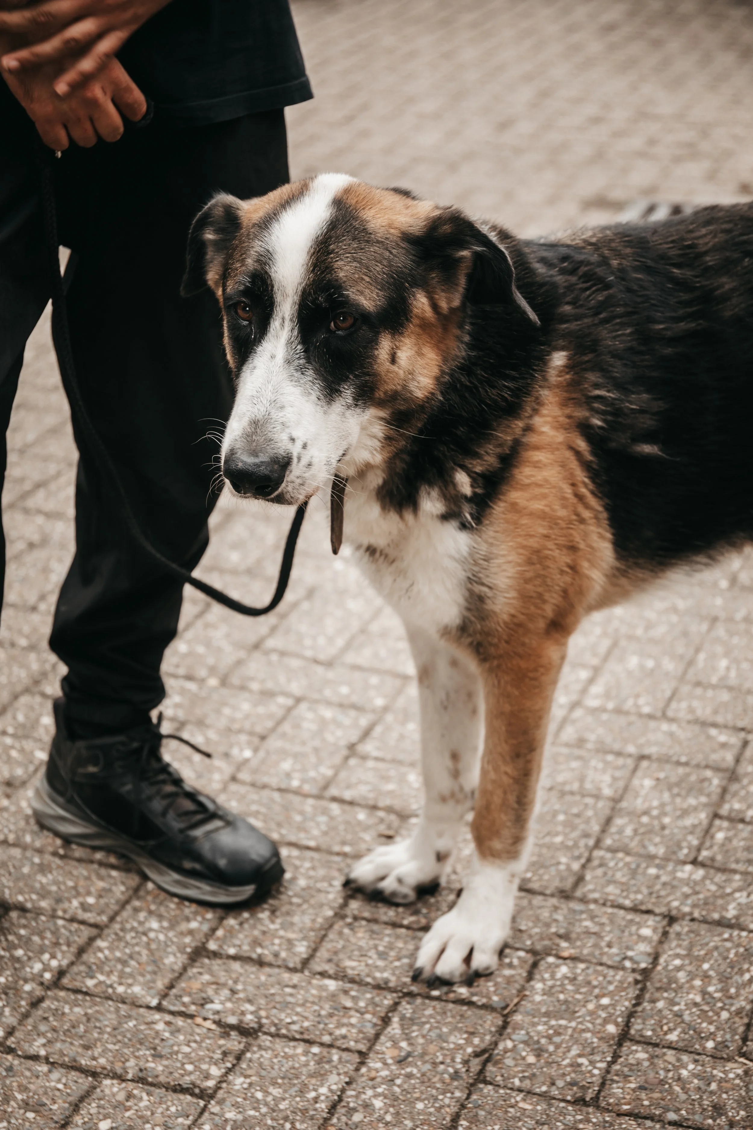 animals-faith-shelter-shoot (3).jpg