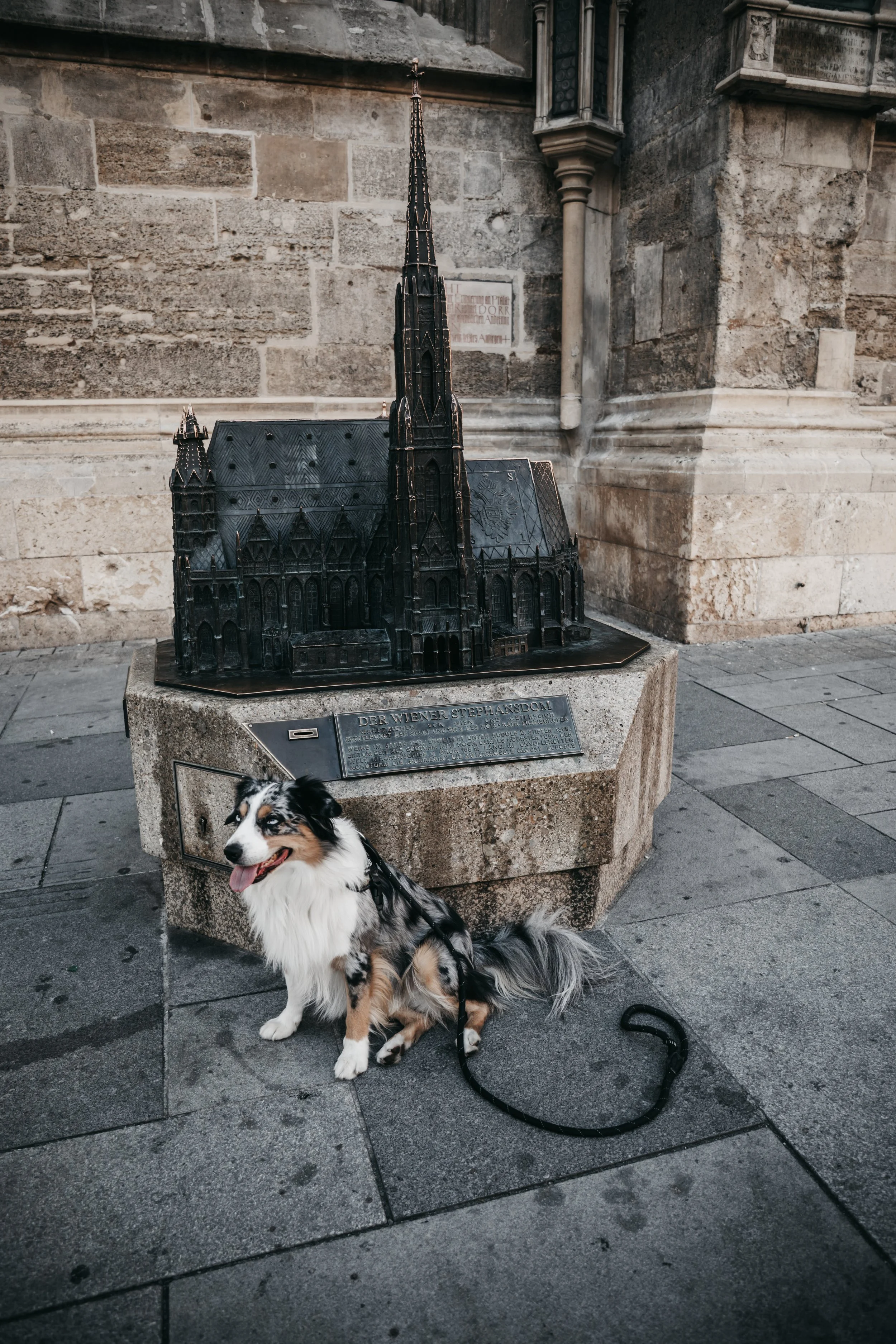 dog-photography-shadow-wenen (6).jpg