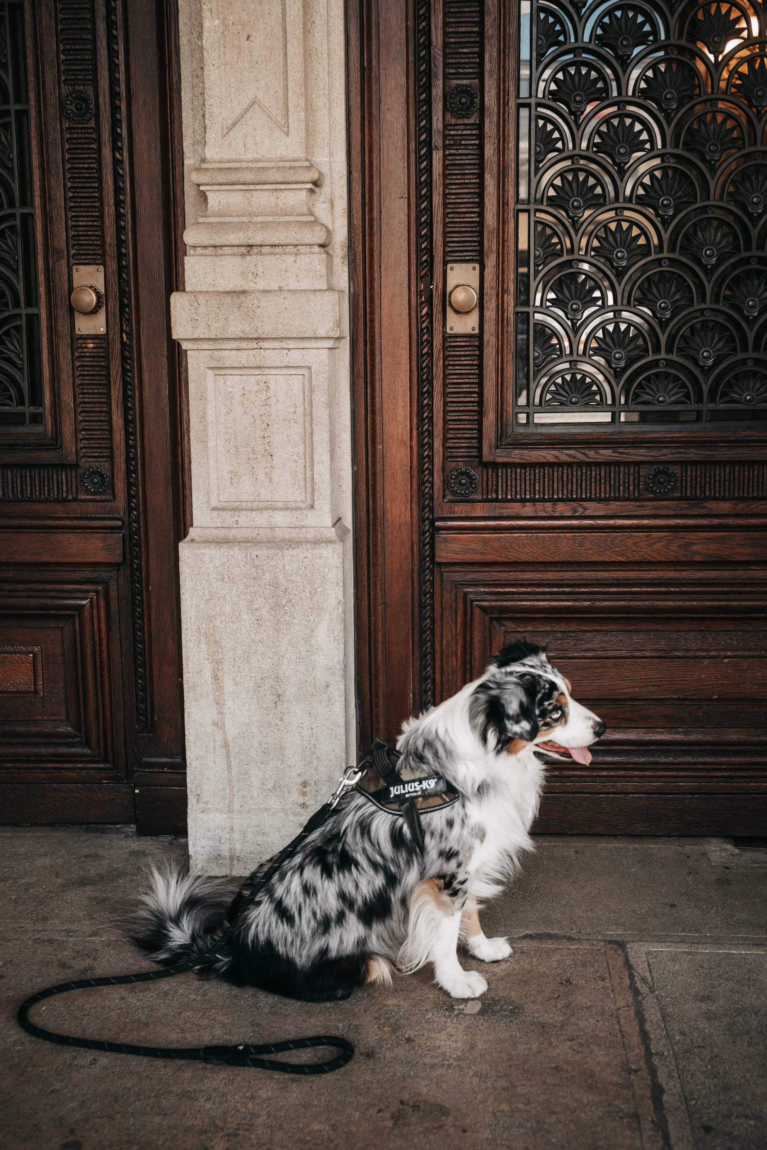 dog-photography-shadow-wenen (12).jpg