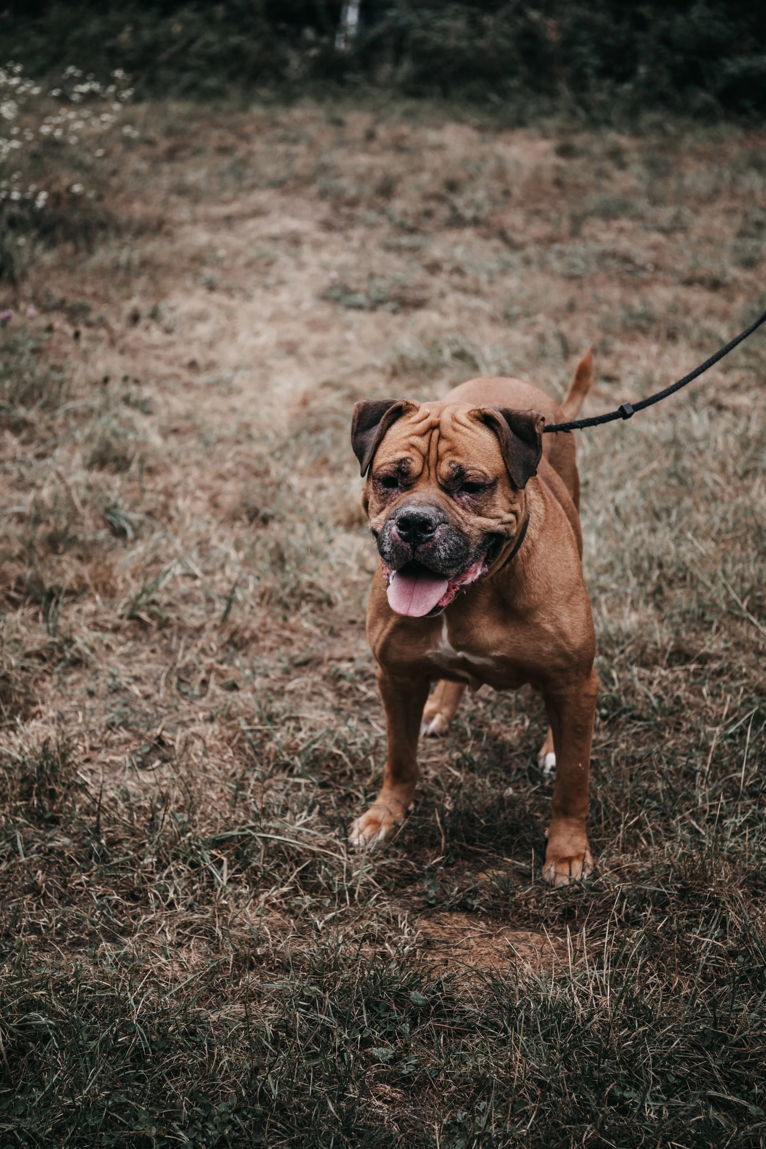 animals-faith-shelter-shoot (19).jpg