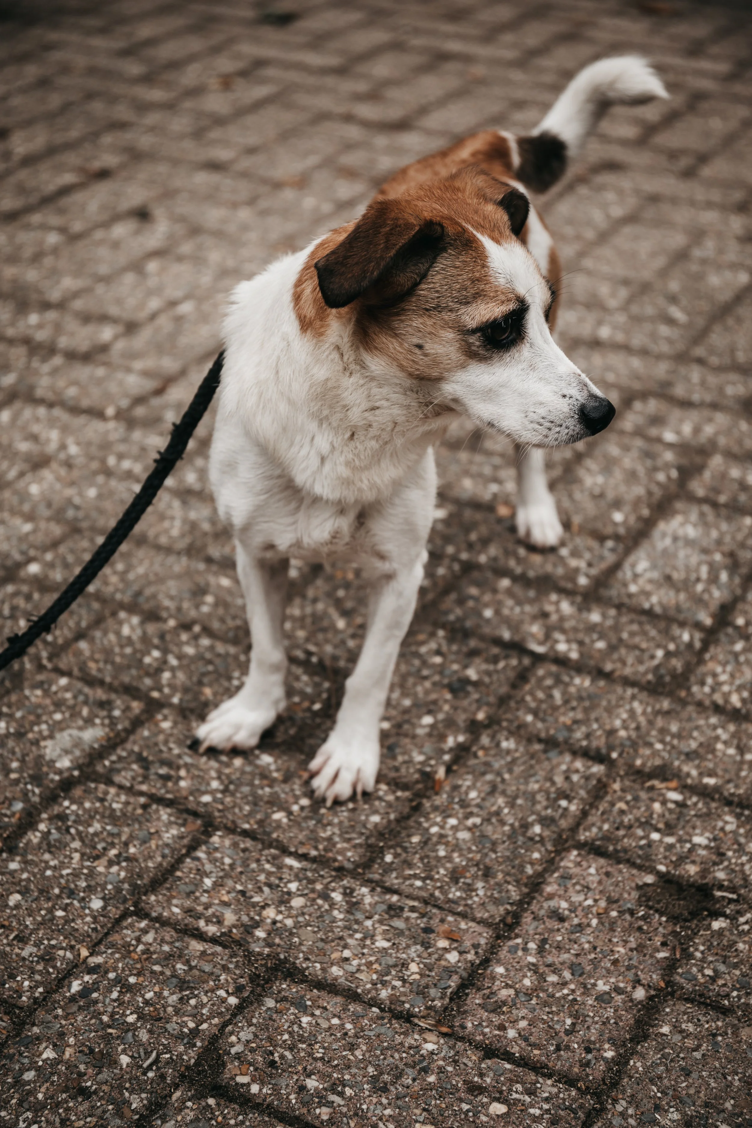 animals-faith-shelter-shoot (8).jpg
