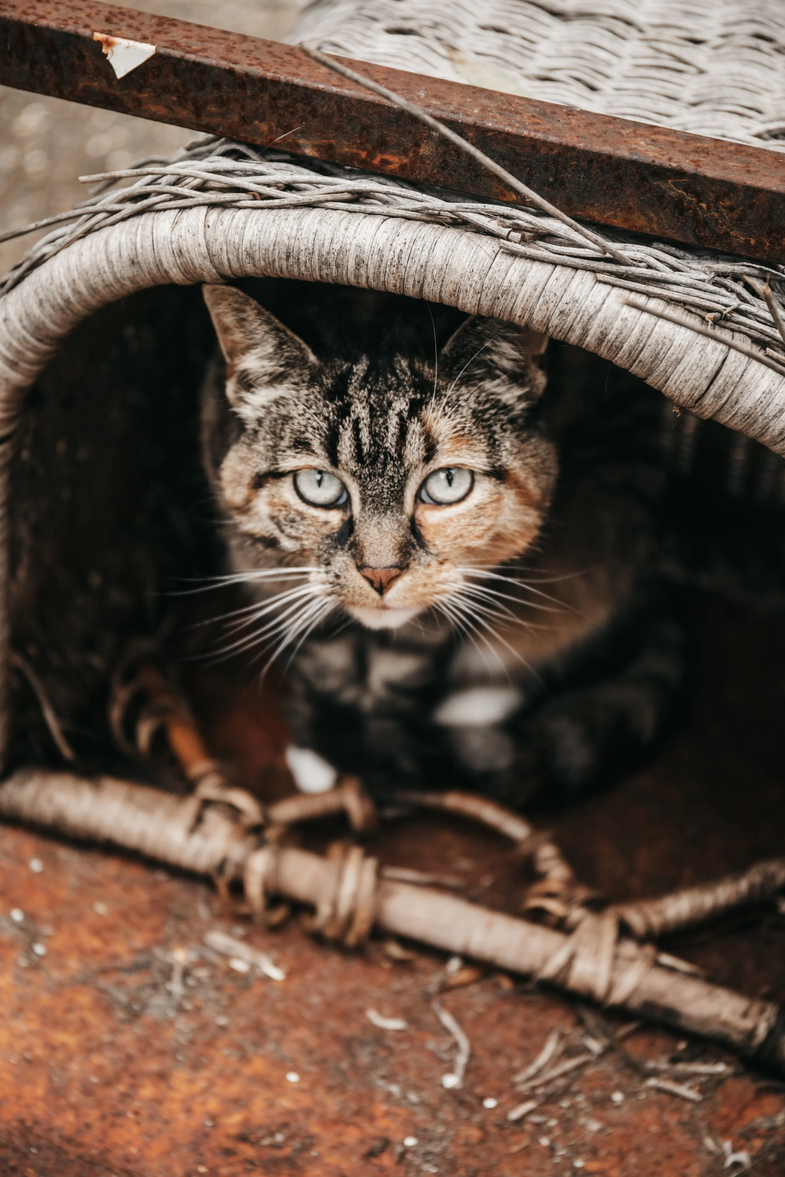 animals-faith-shelter-shoot (31).jpg