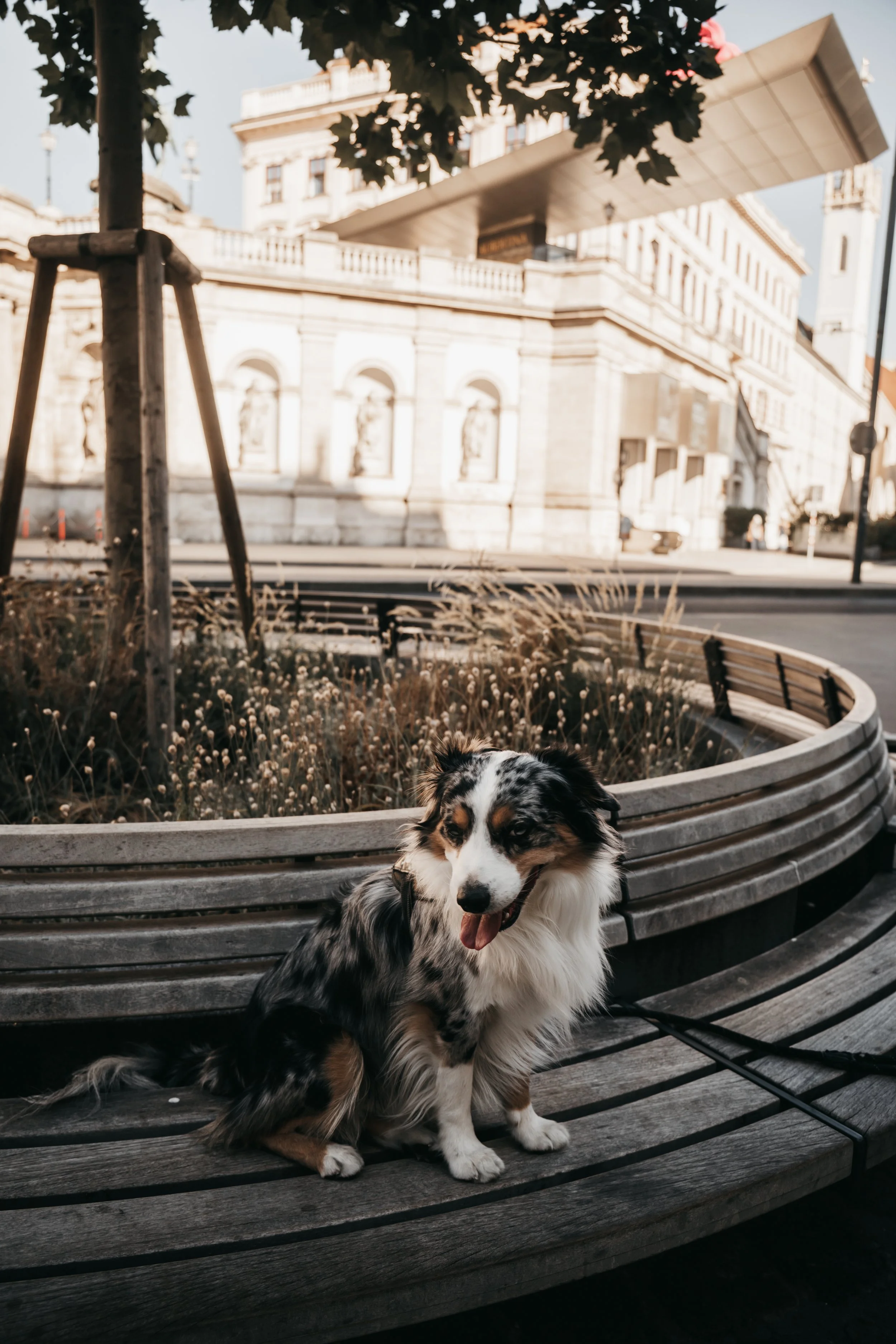 dog-photography-shadow-wenen (8).jpg