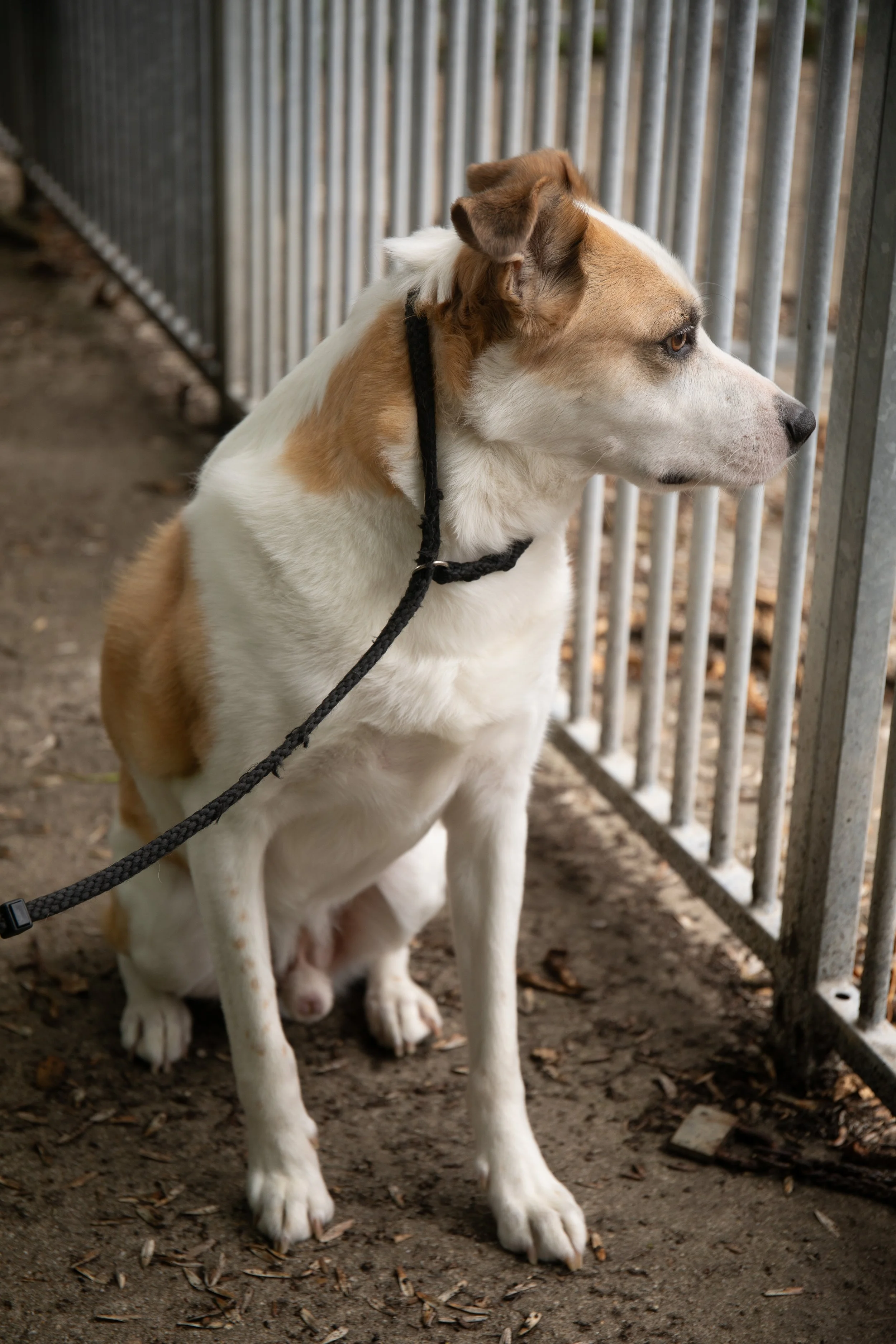 animals-faith-shelter-shoot (17).jpg