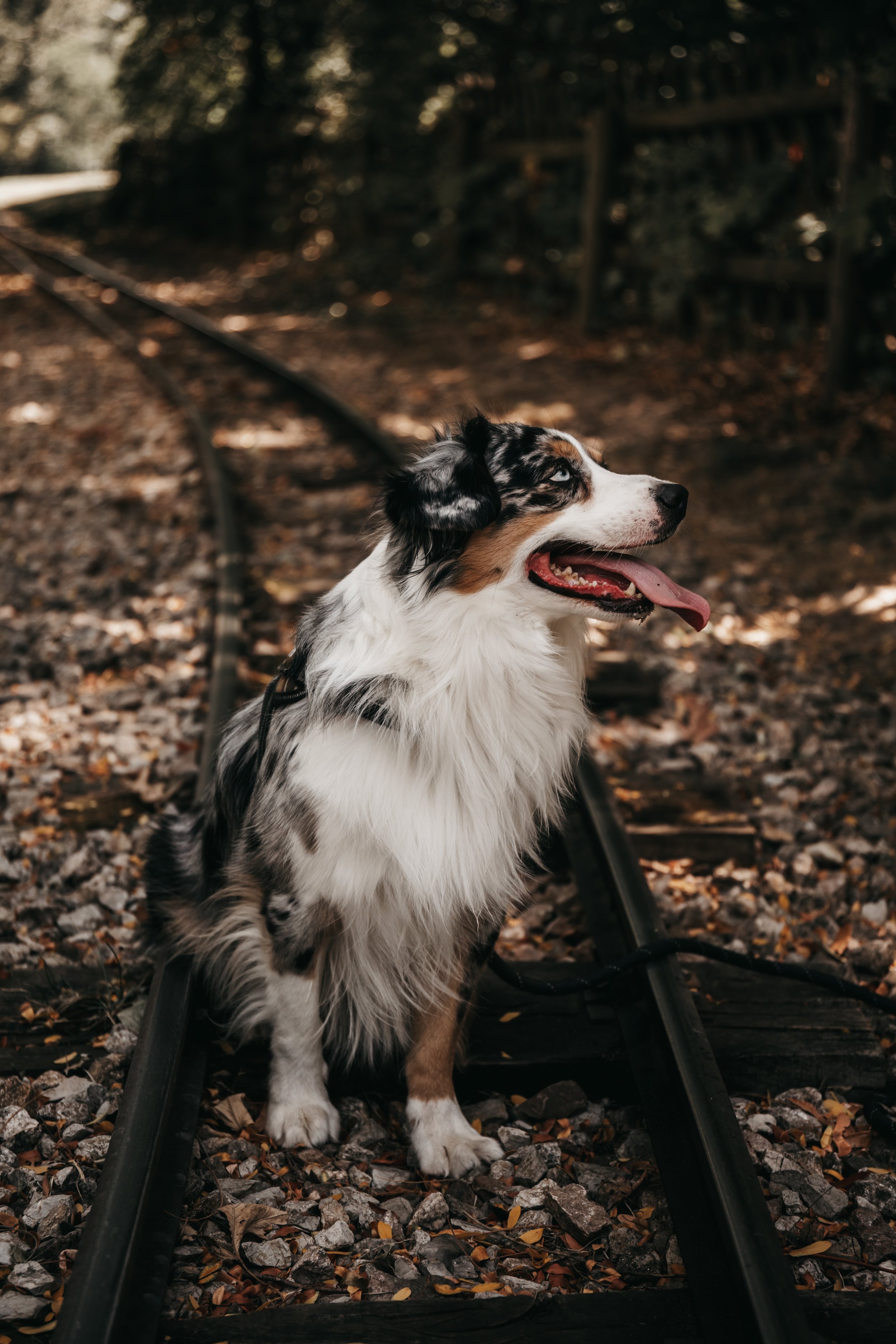 dog-photography-shadow-wenen (3).jpg